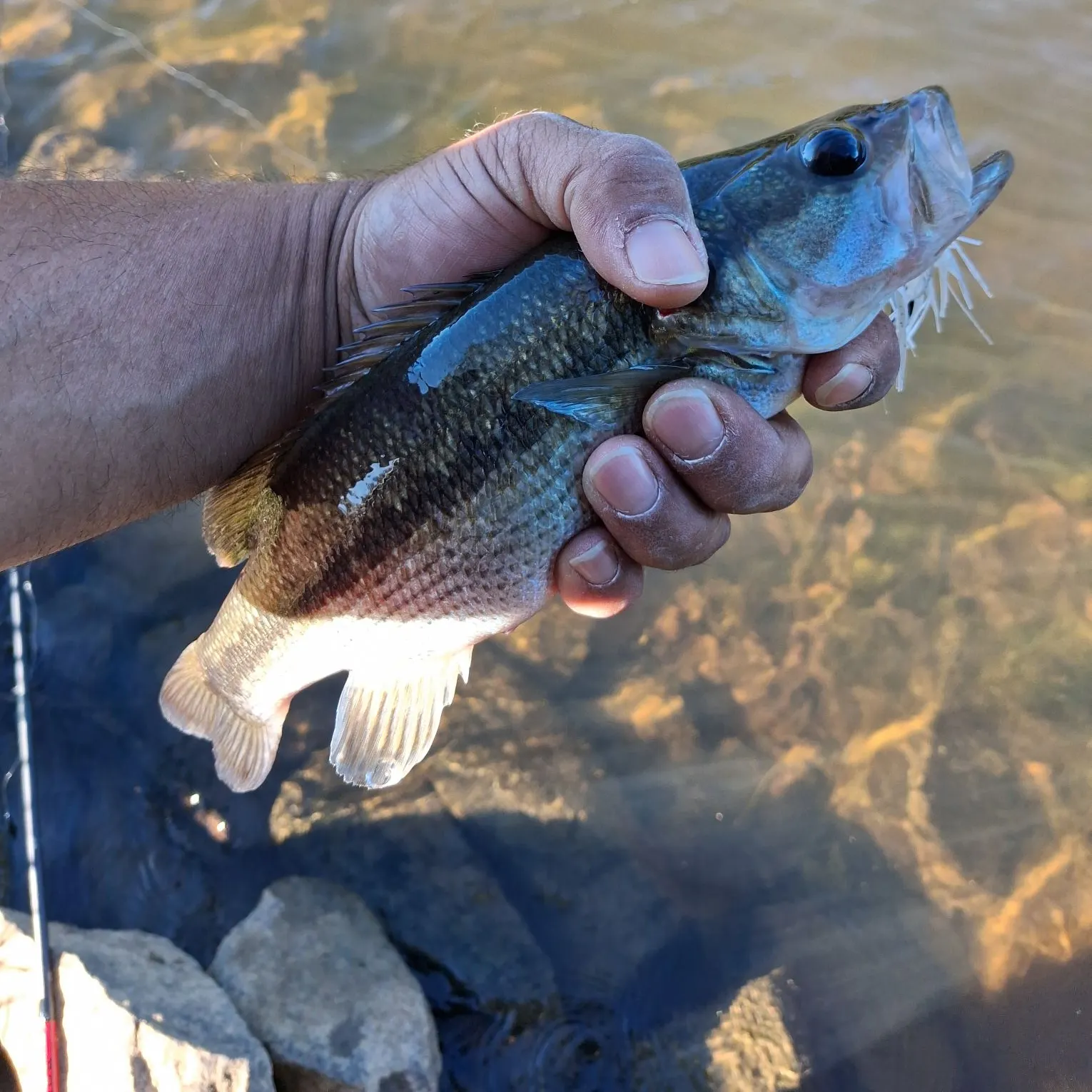 Spotted bass caught on Fishbrain