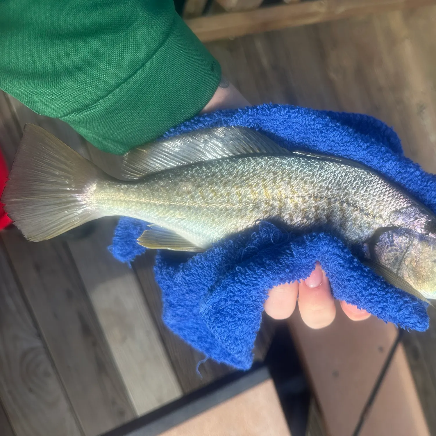 Atlantic croaker caught on Fishbrain