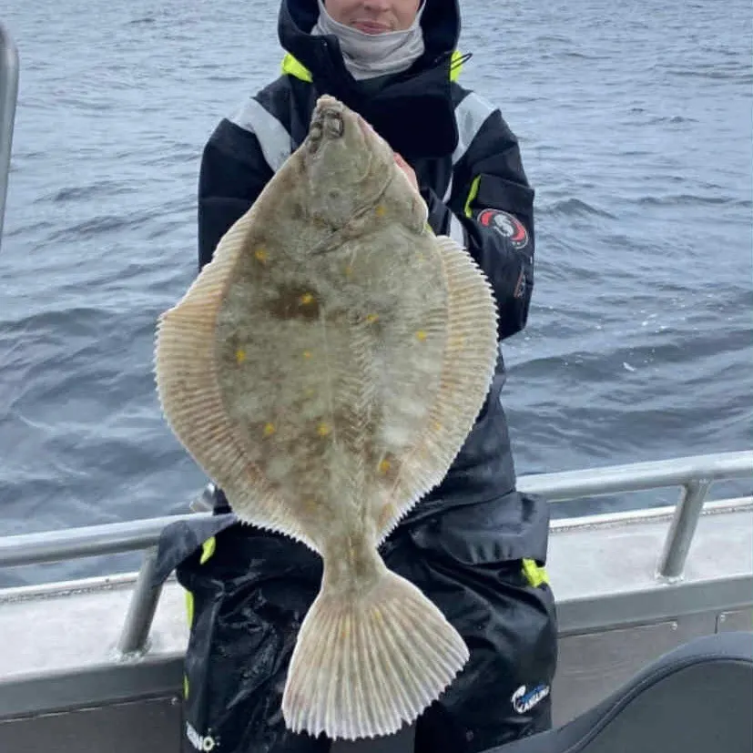 European plaice caught on Fishbrain