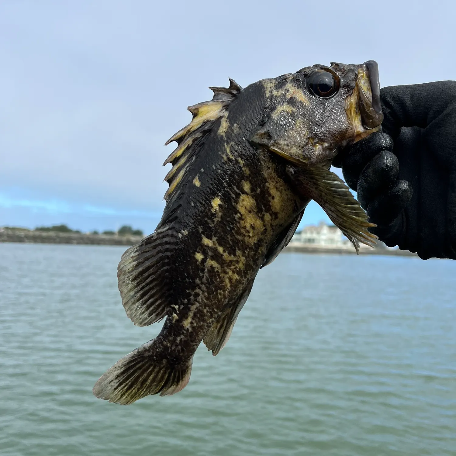 The most recent Black and yellow rockfish catches on Fishbrain