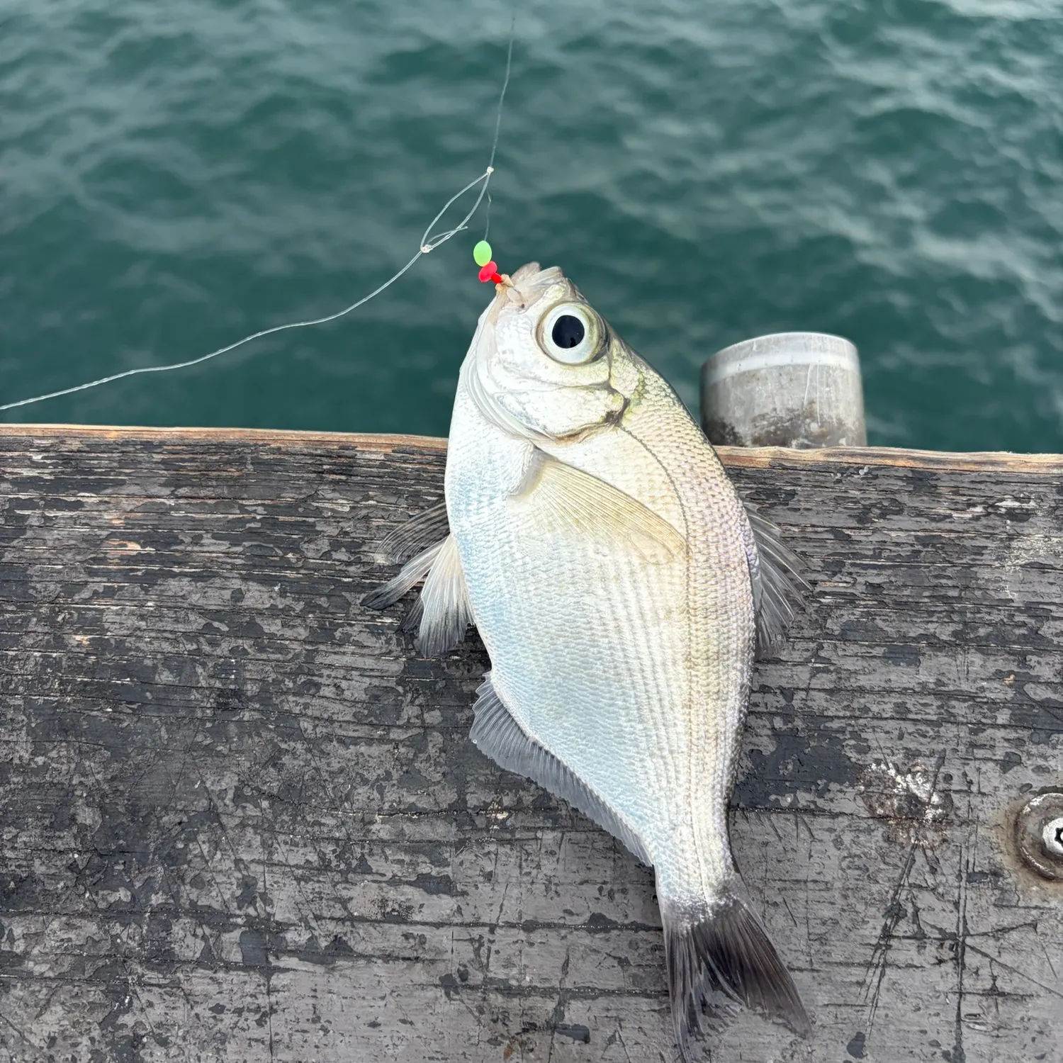 Walleye surfperch caught on Fishbrain