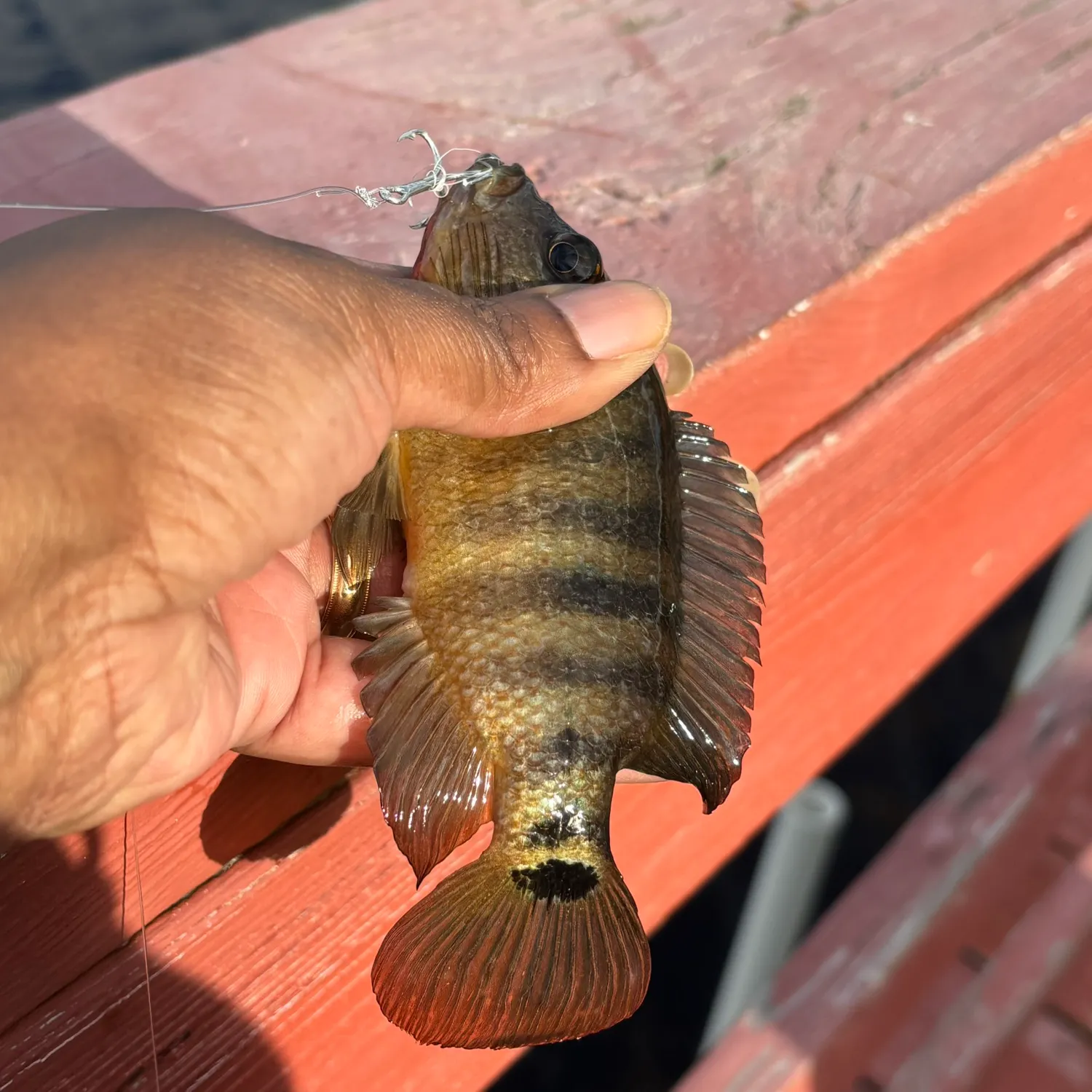 The most recent Mayan cichlid catches on Fishbrain