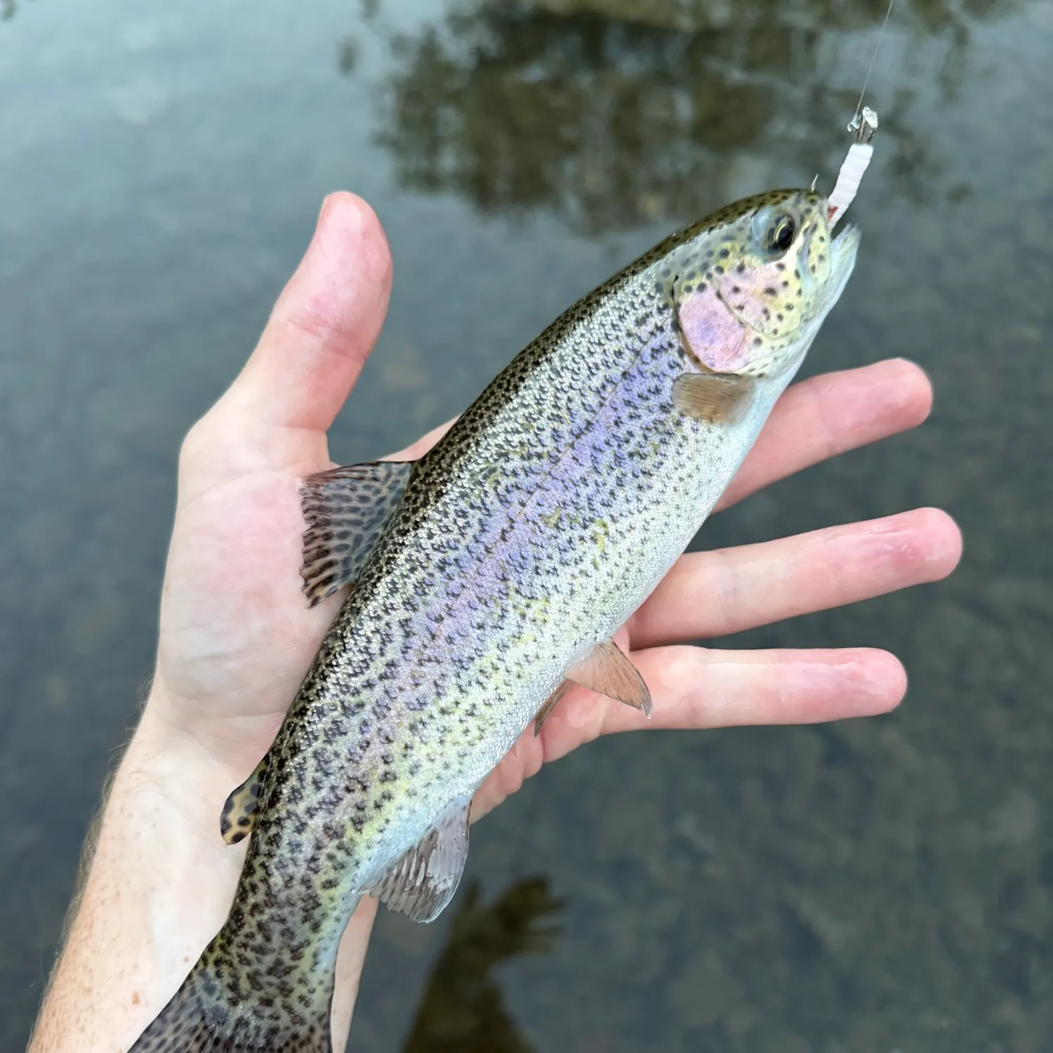 Rainbow trout caught on Fishbrain