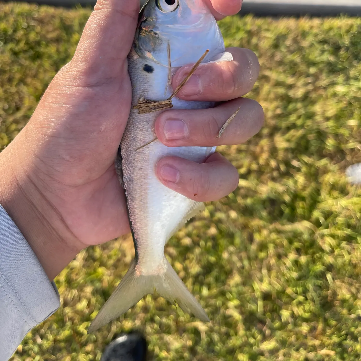 The most recent Gulf menhaden catches on Fishbrain