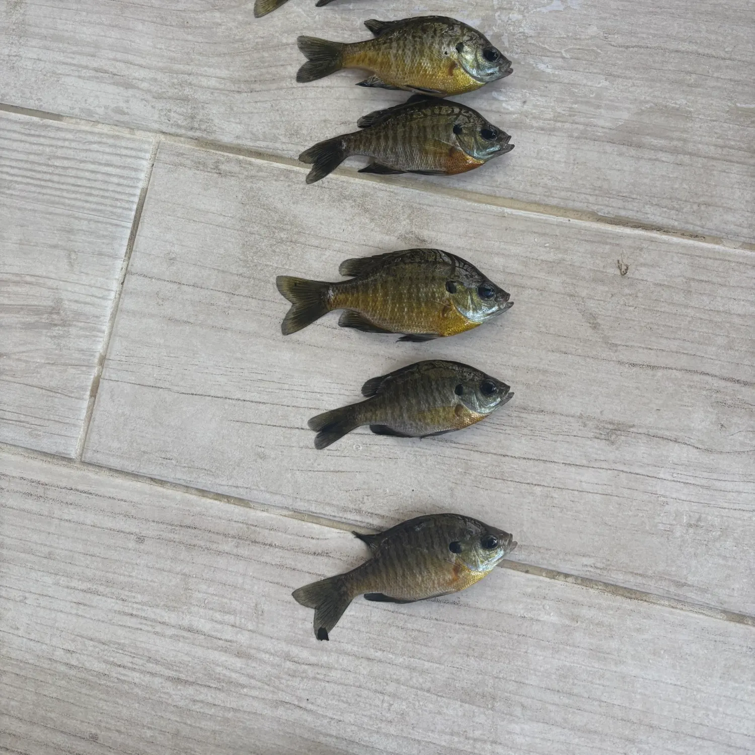 recently logged catches