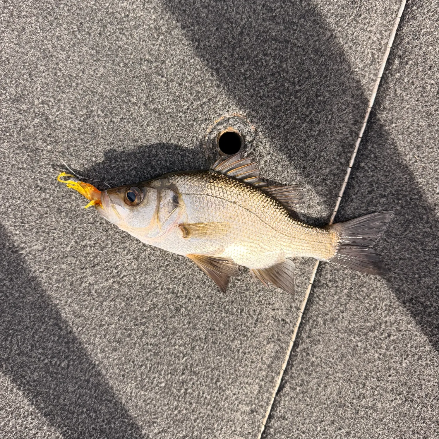 The most recent Estuary perch catches on Fishbrain