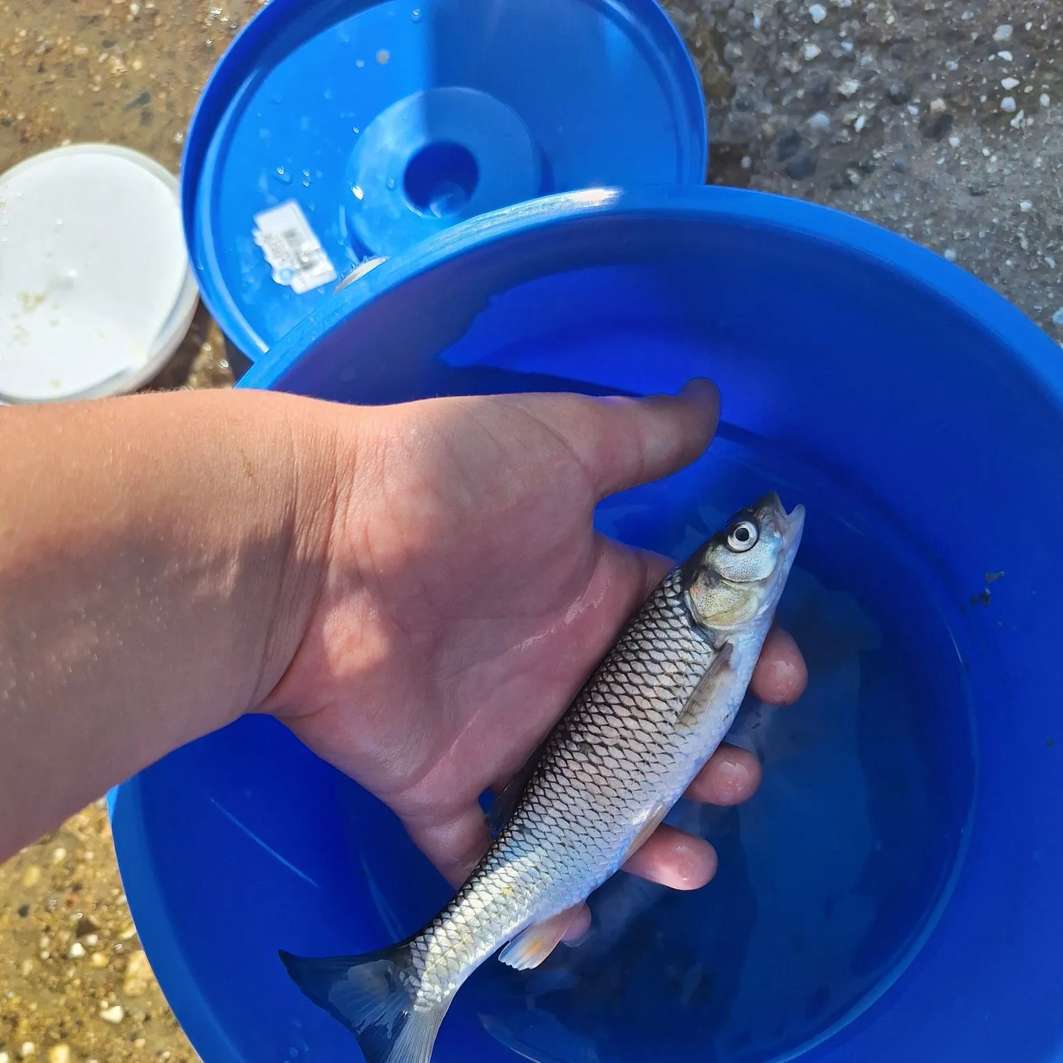 The most recent Common dace catches on Fishbrain