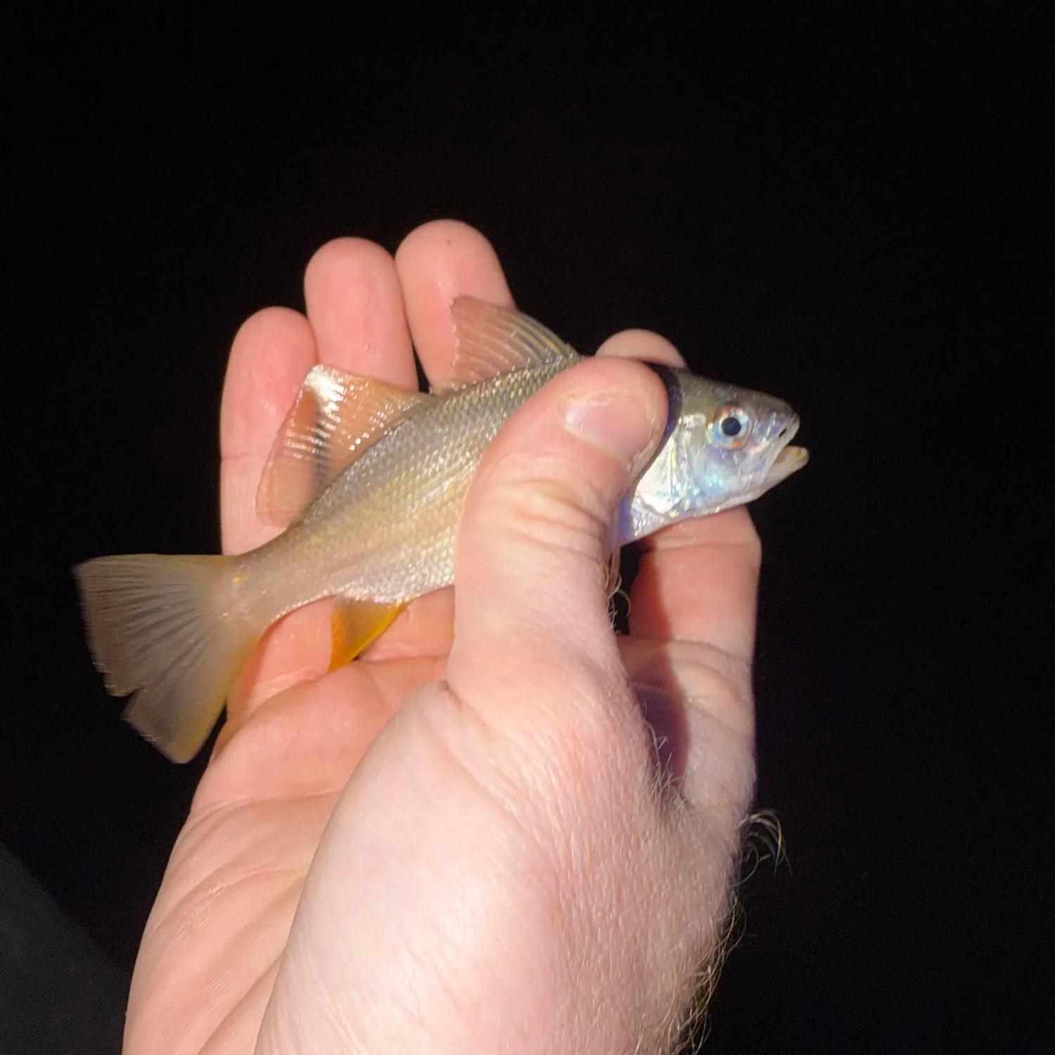 Silver perch caught on Fishbrain