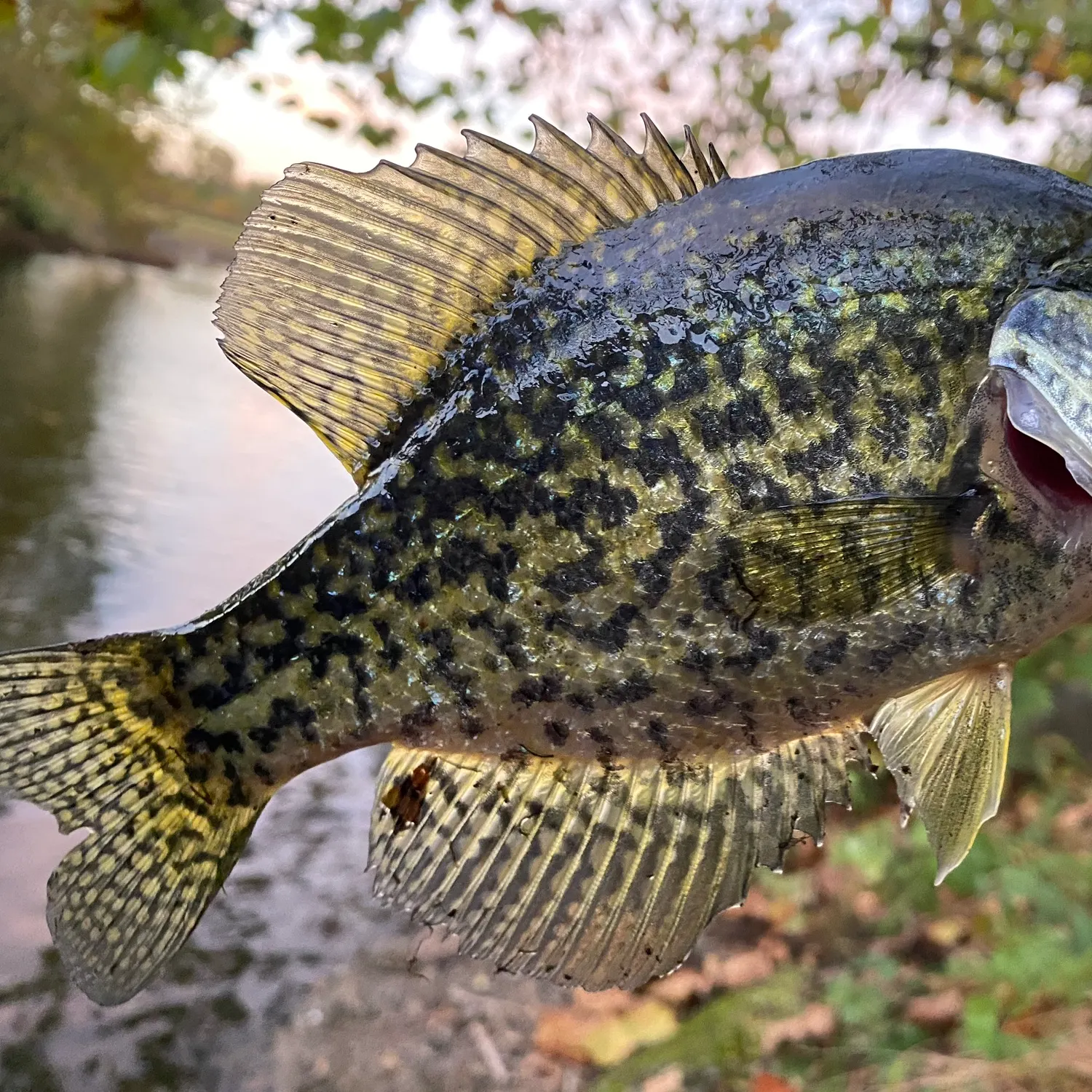 Black crappie caught on Fishbrain