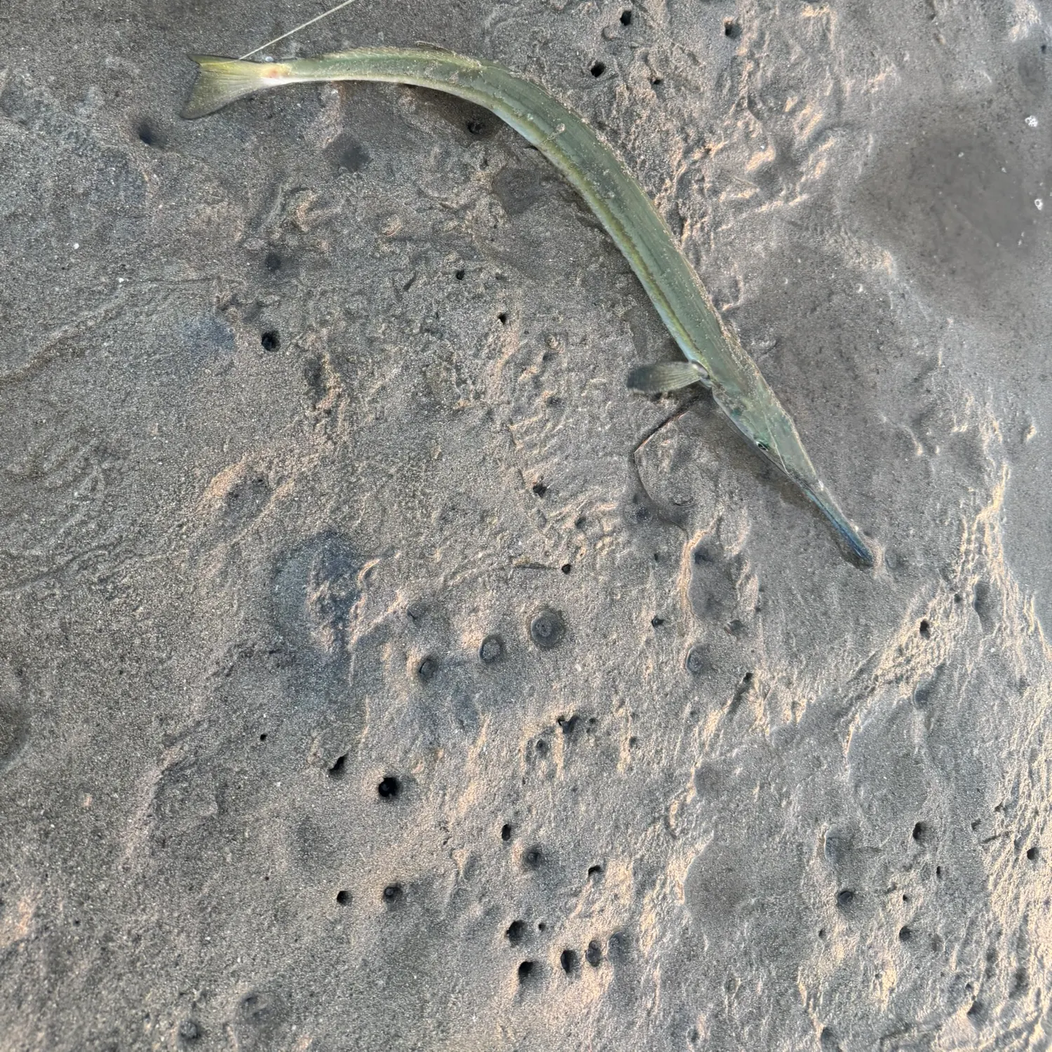 Fishing for Banded needlefish near you