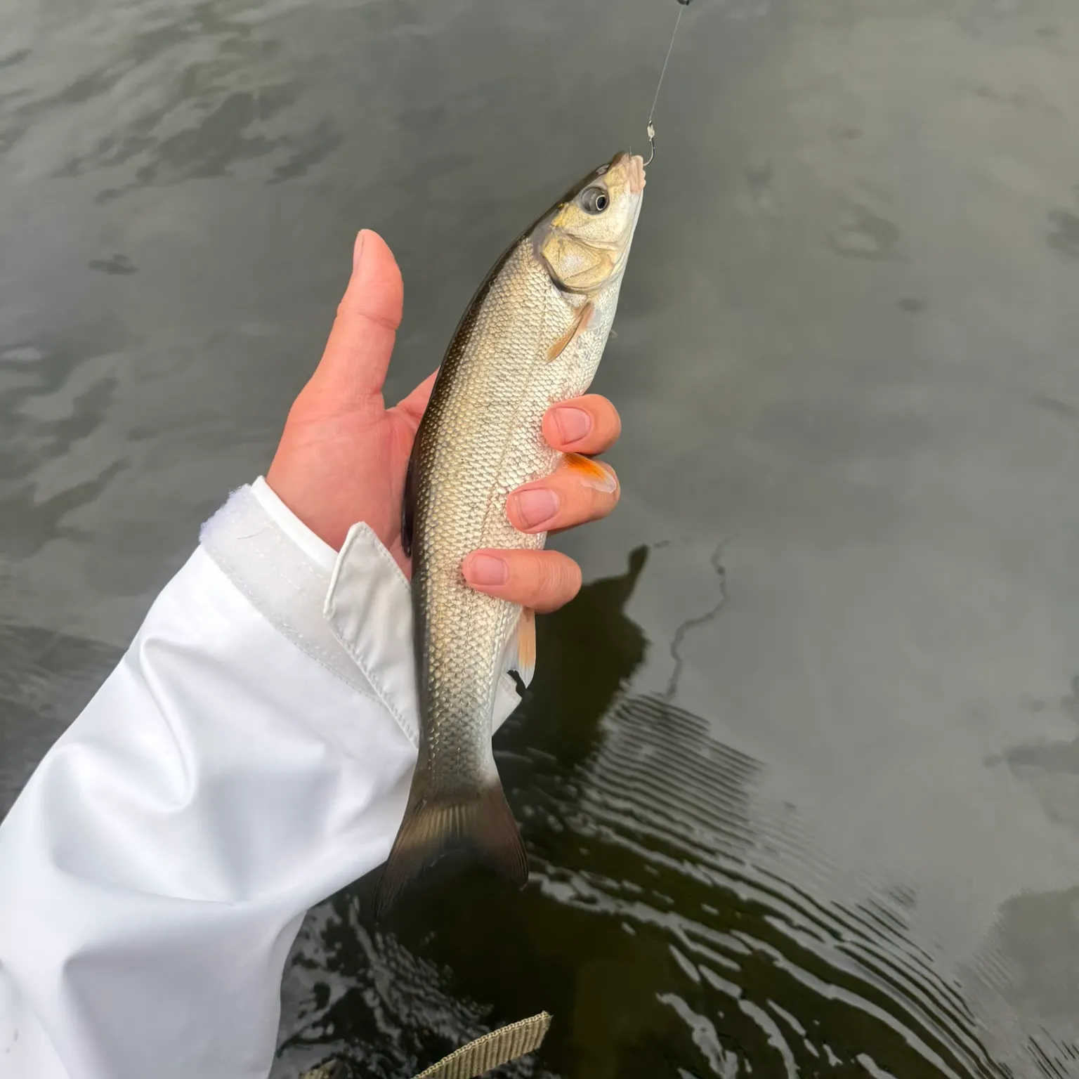 The most recent Ayu catches on Fishbrain