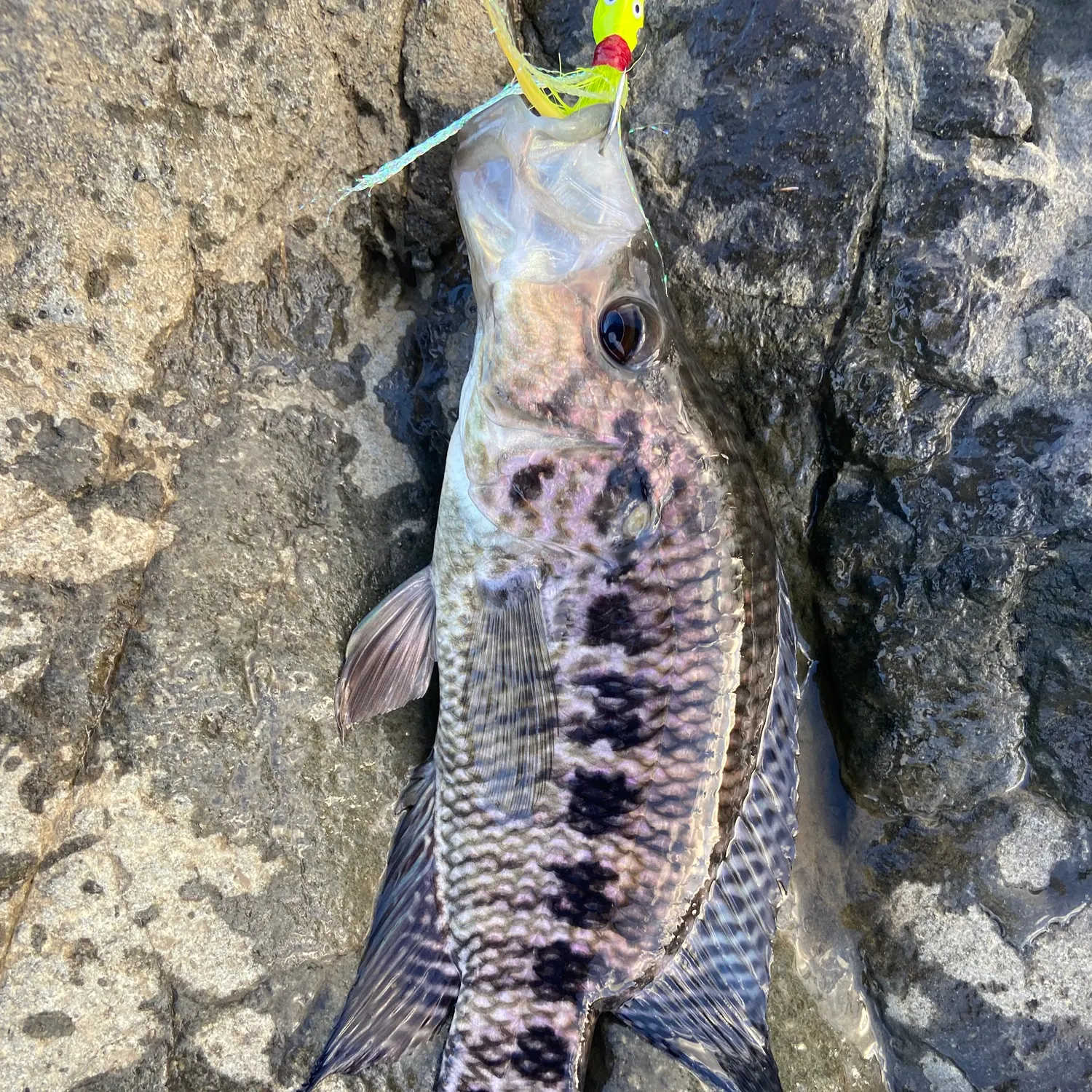 The most recent Wolf cichlid catches on Fishbrain