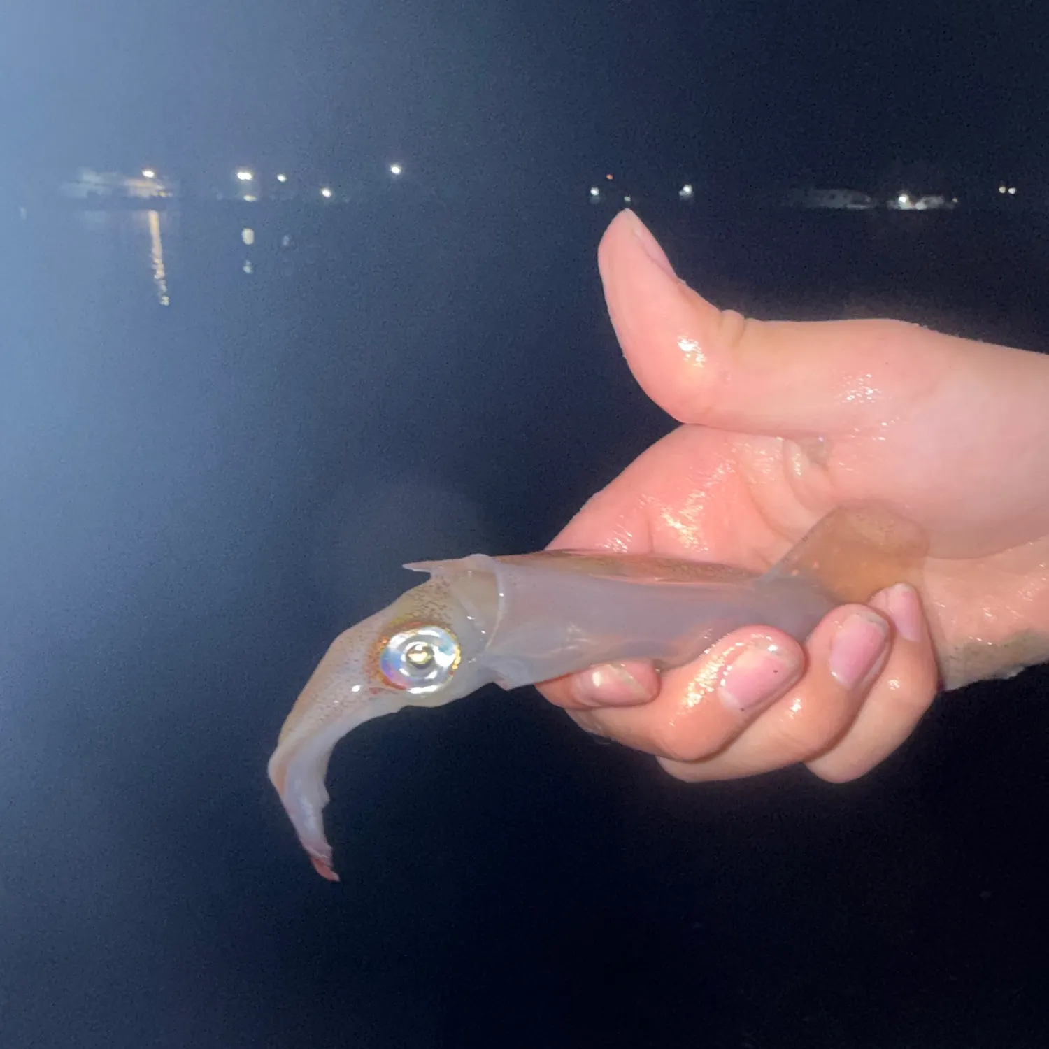 The most recent Longfin inshore squid catches on Fishbrain