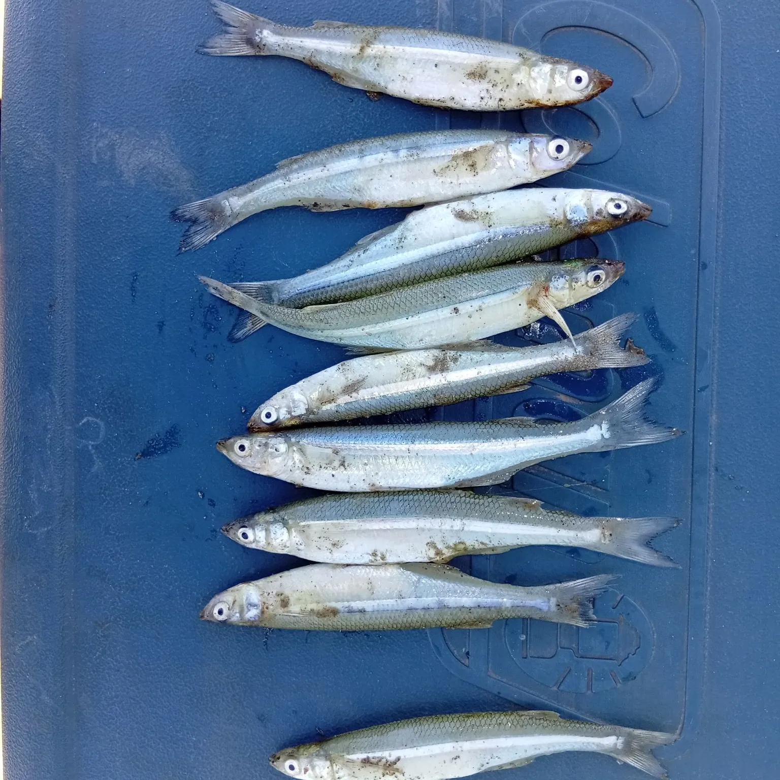 The most recent Argentinian silverside catches on Fishbrain