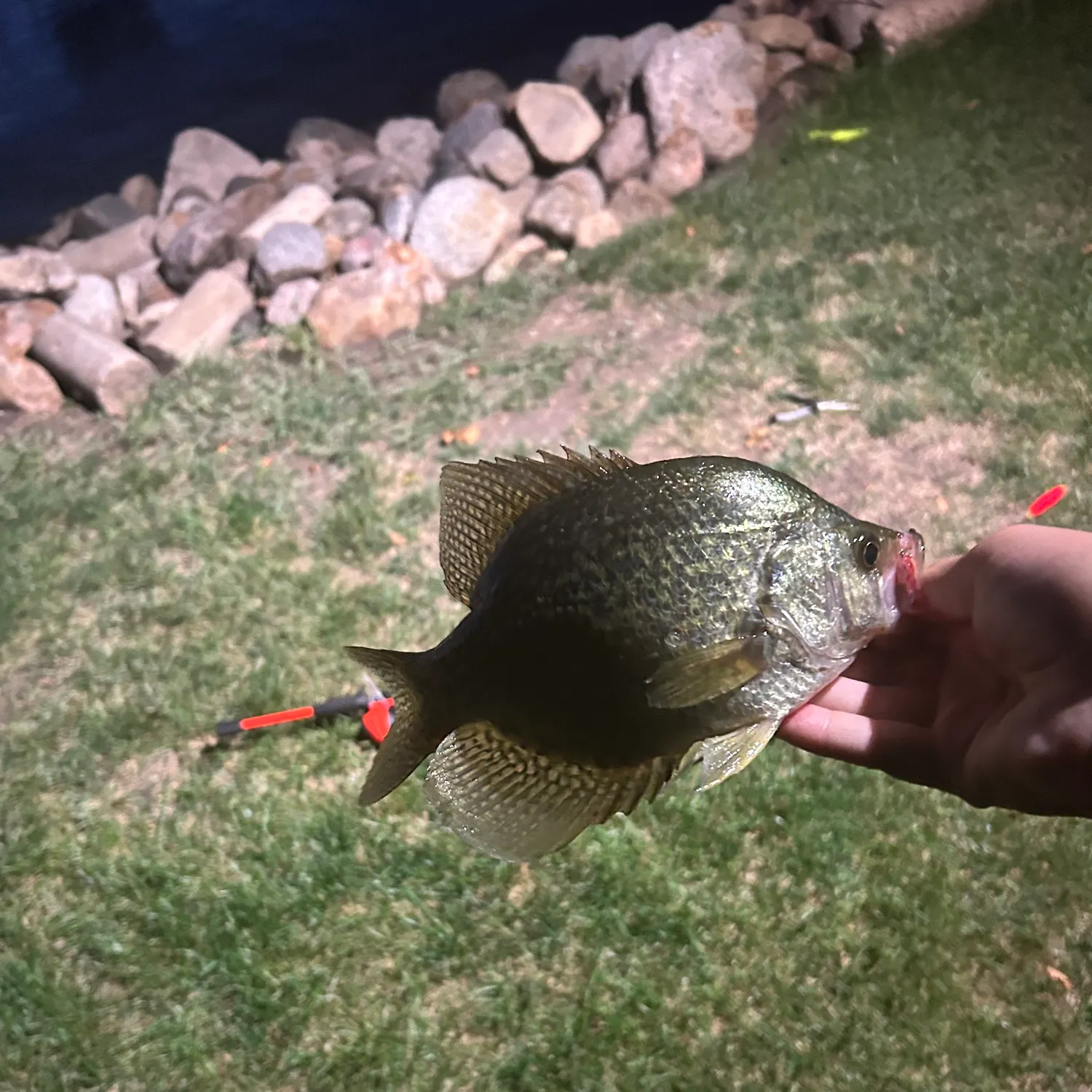 Black crappie caught on Fishbrain