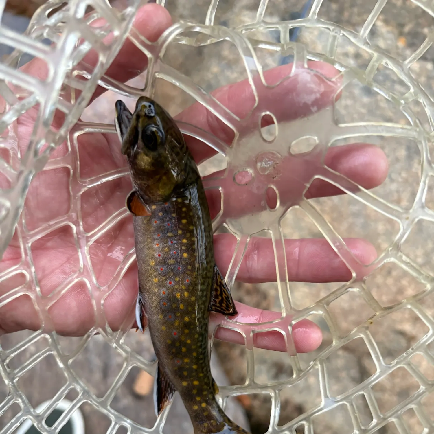 Brook trout caught on Fishbrain