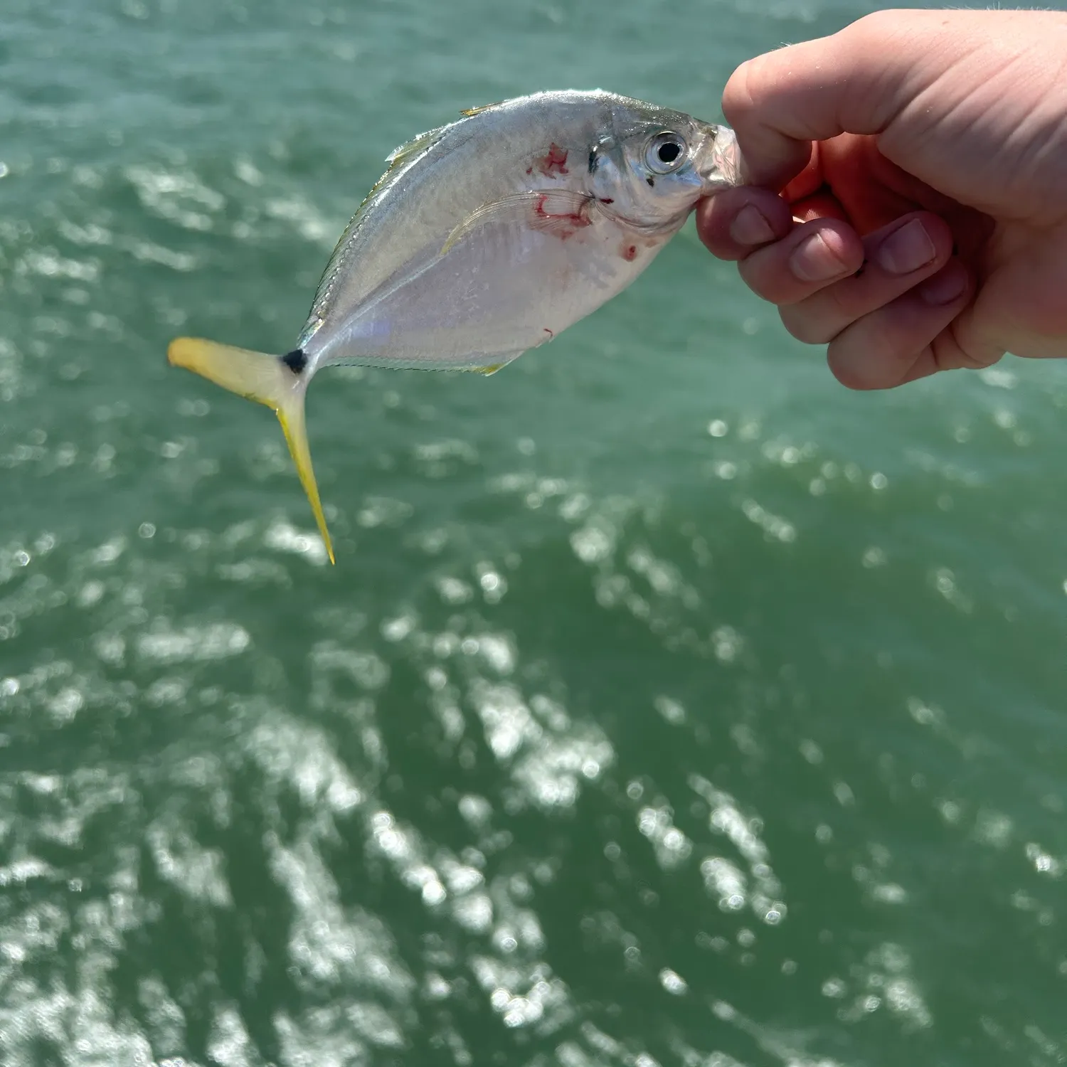 The most recent Atlantic bumper catches on Fishbrain