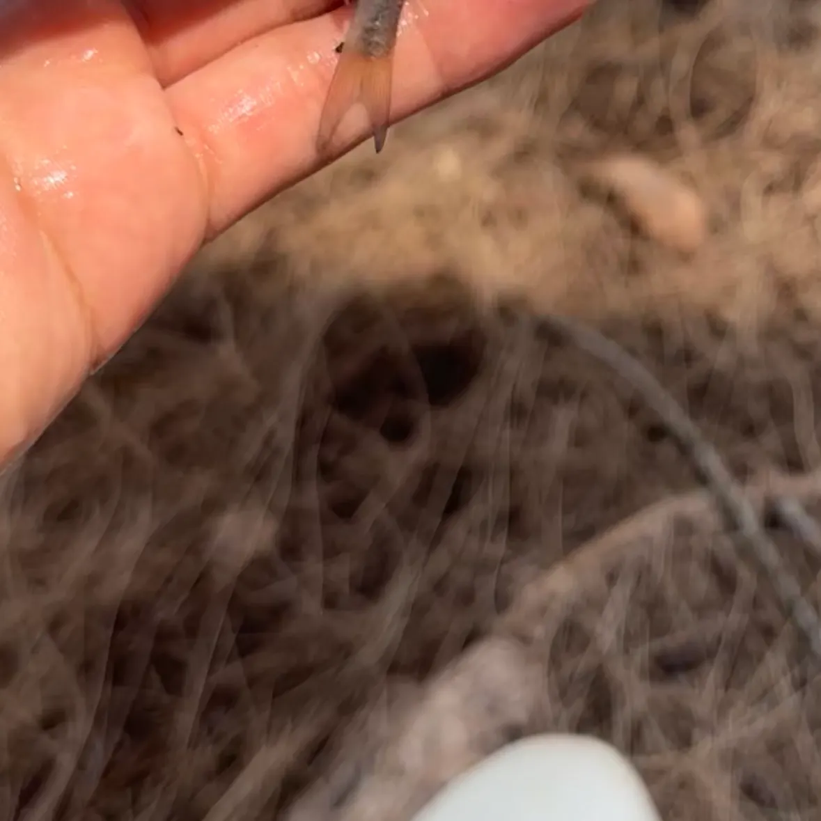 The most recent Common shiner catches on Fishbrain