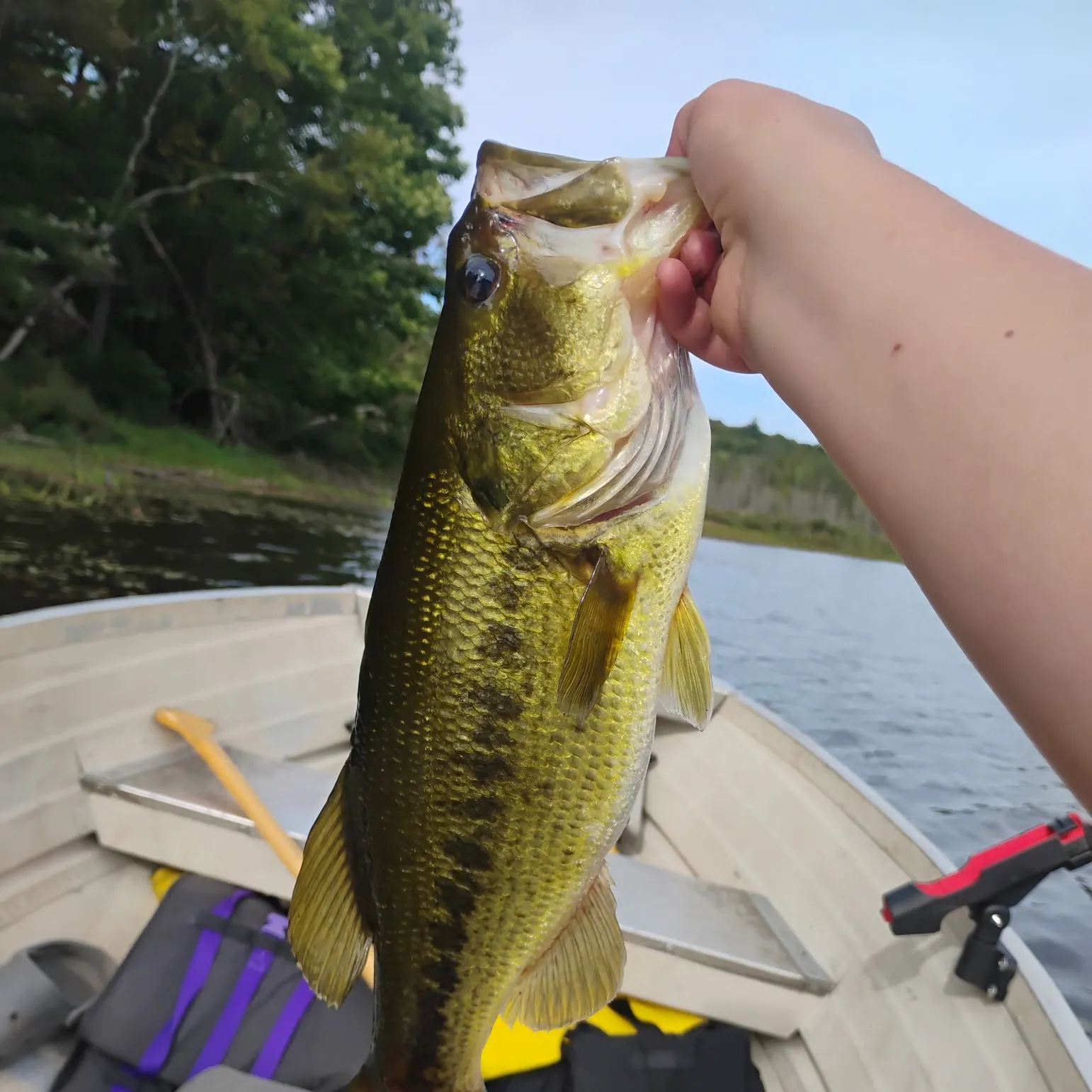 Largemouth bass caught on Fishbrain