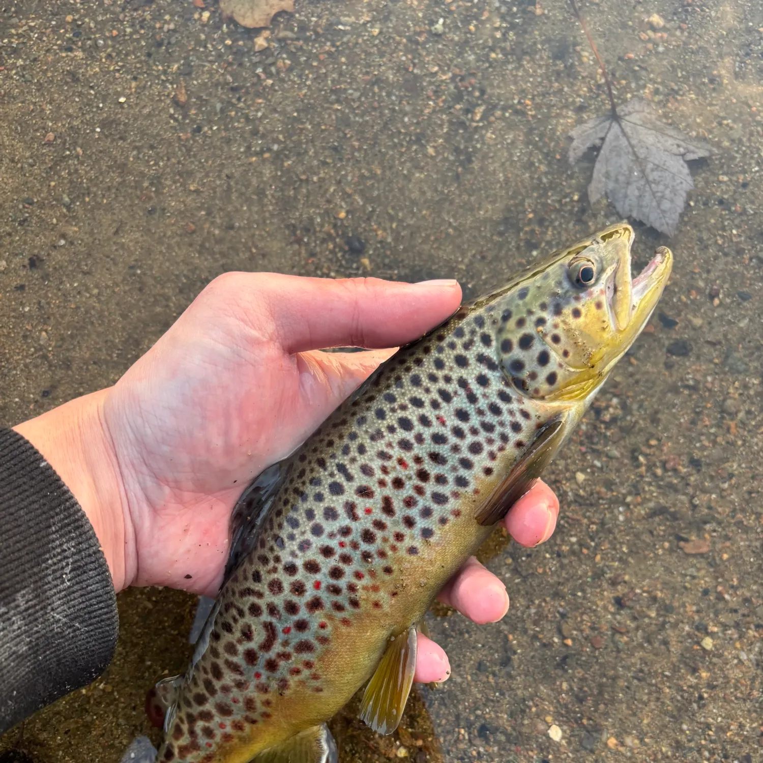 Brown trout caught on Fishbrain