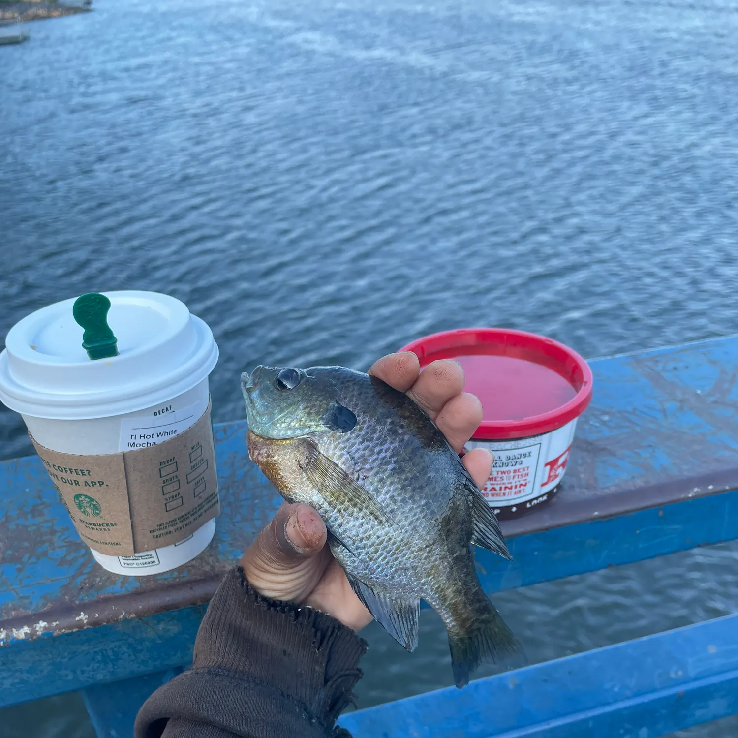 Bluegill caught on Fishbrain