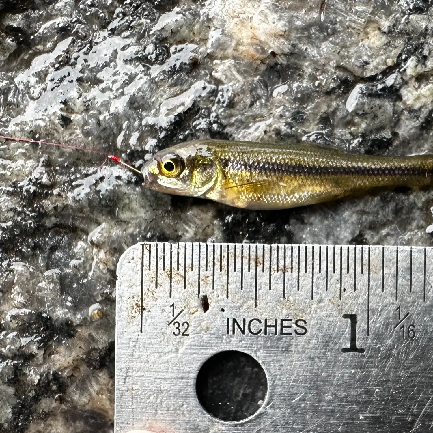 Fathead minnow caught on Fishbrain