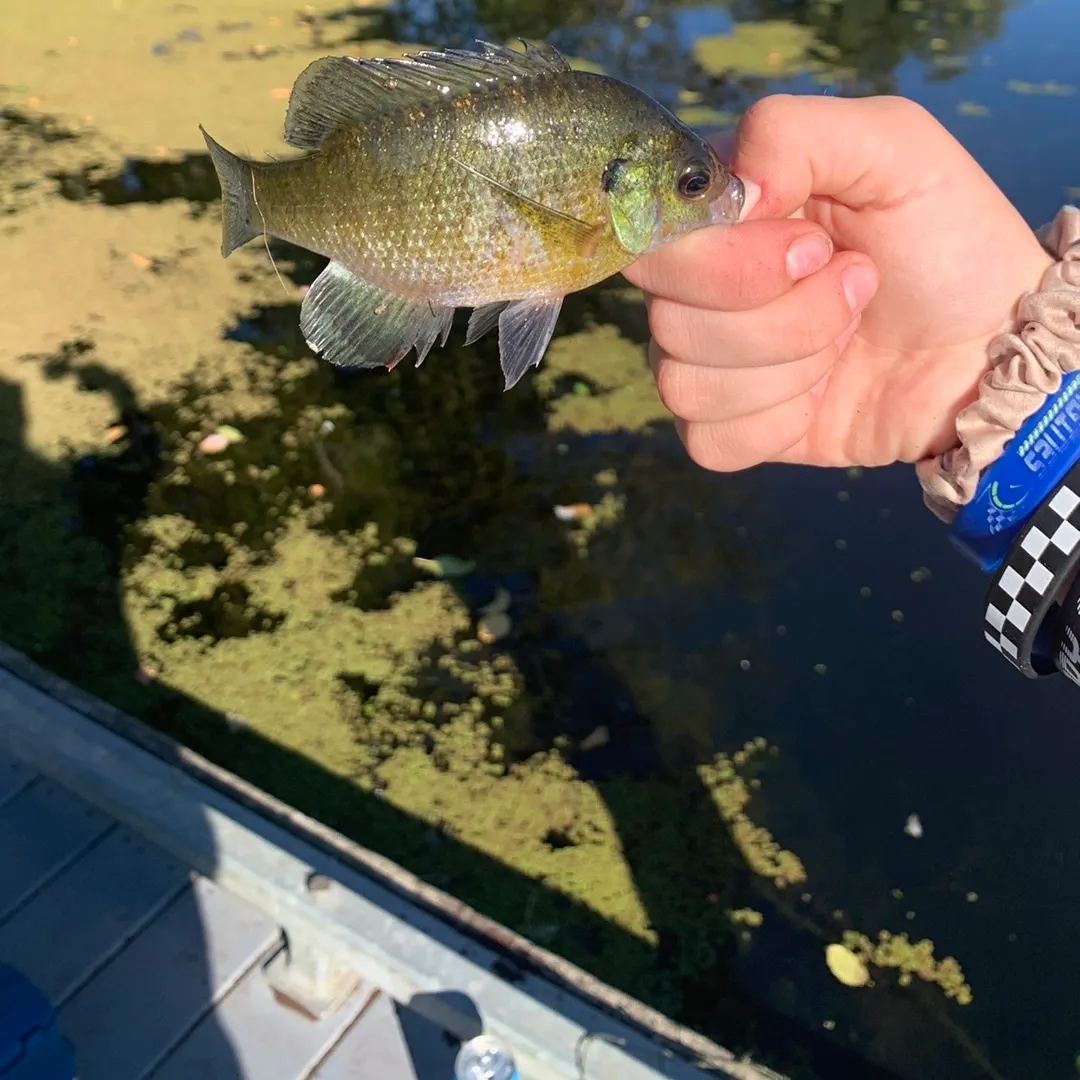 Bluegill caught on Fishbrain