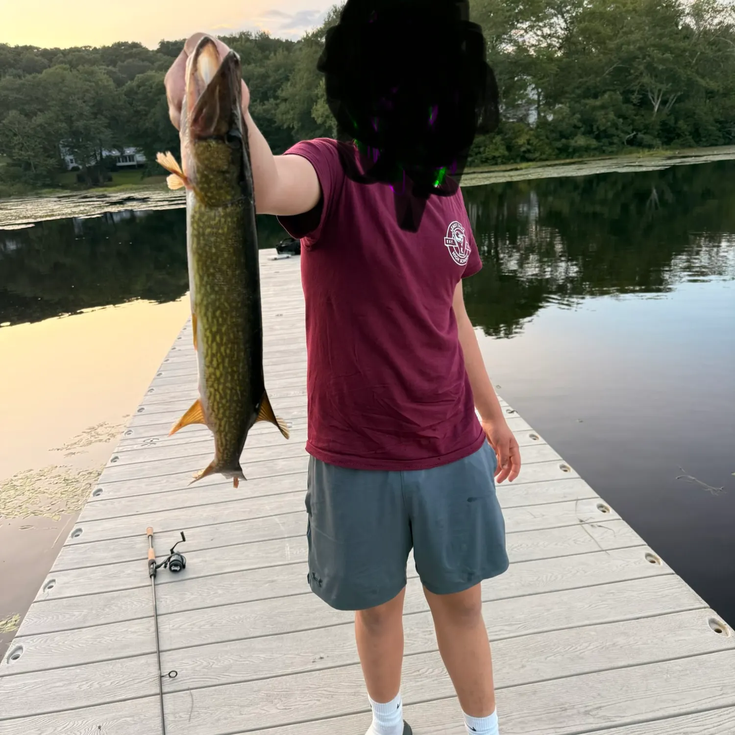 Chain pickerel caught on Fishbrain