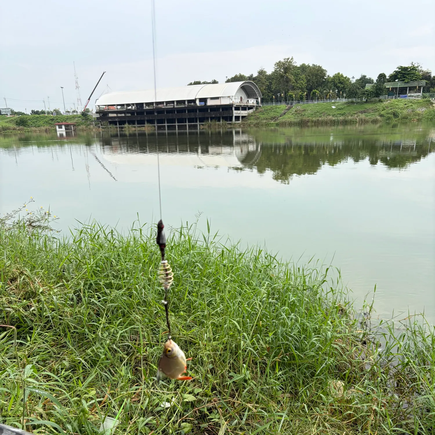 Java barb caught on Fishbrain