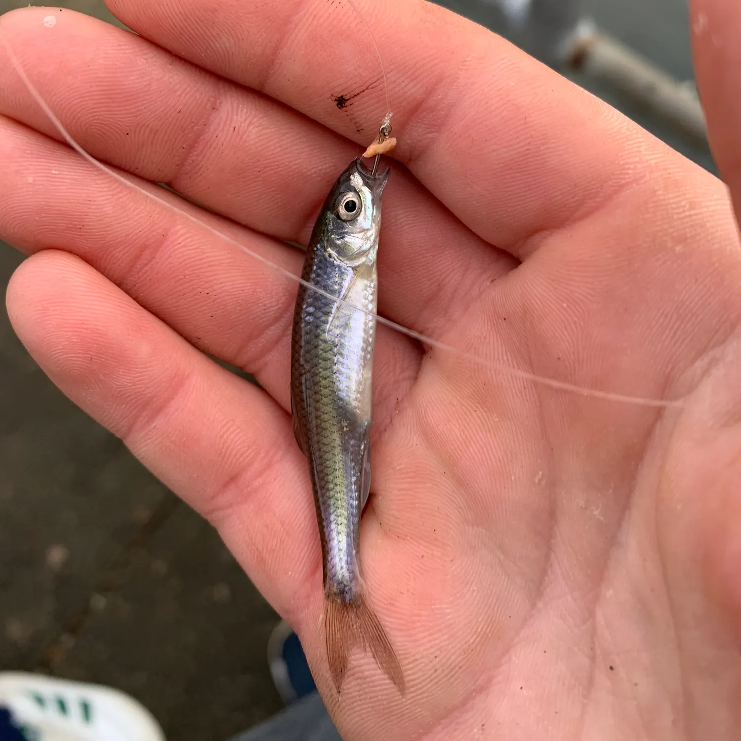 The most recent Emerald shiner catches on Fishbrain