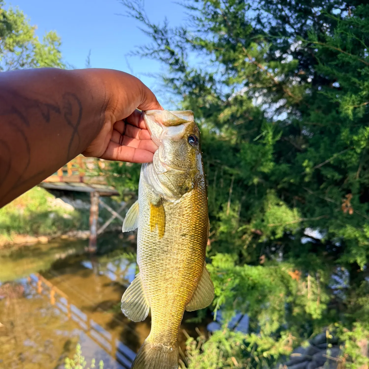 Largemouth bass caught on Fishbrain