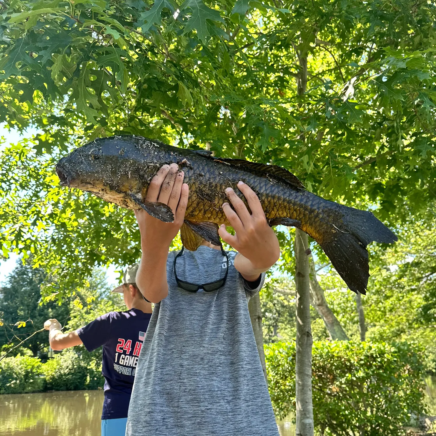 Common carp caught on Fishbrain