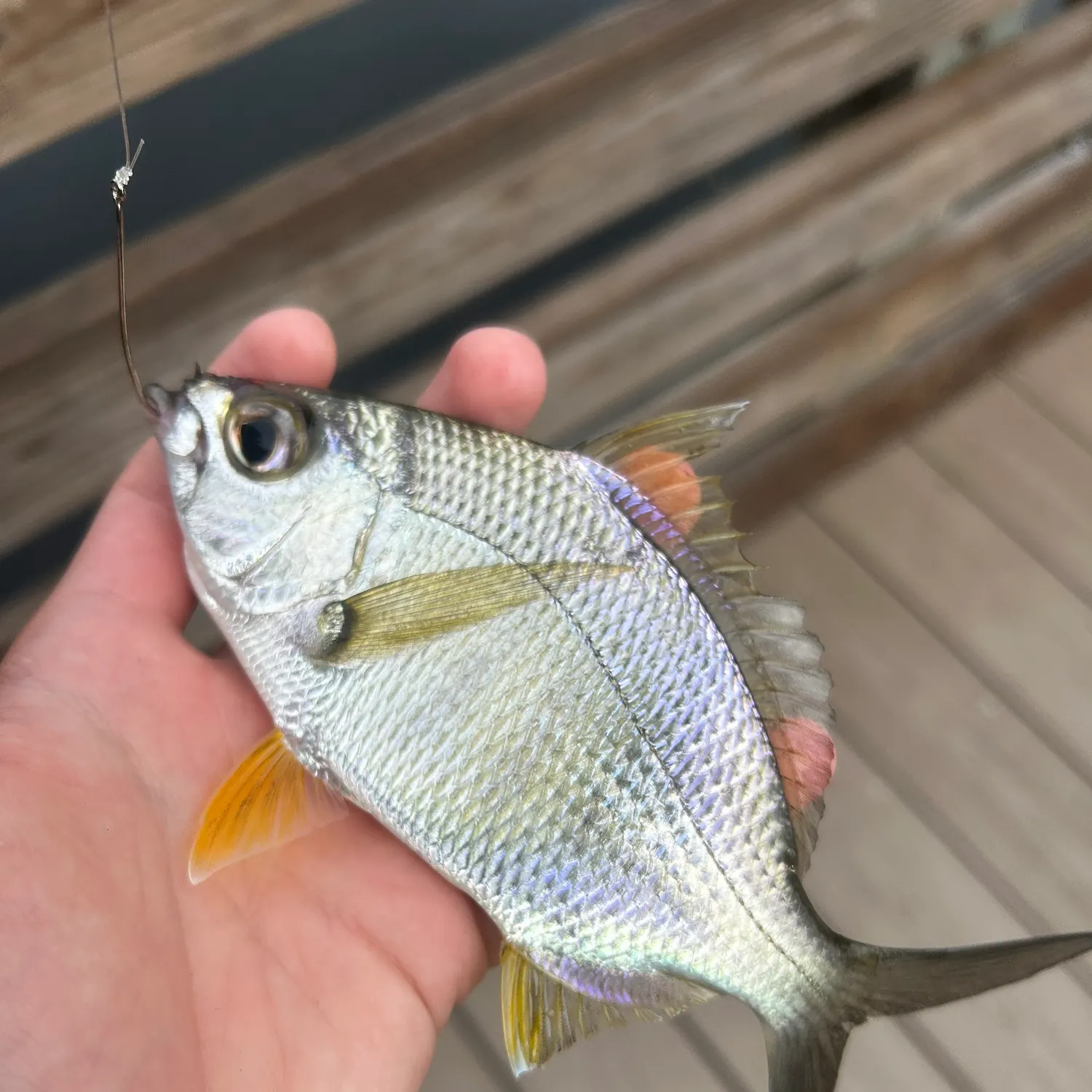 The most recent Irish mojarra catches on Fishbrain