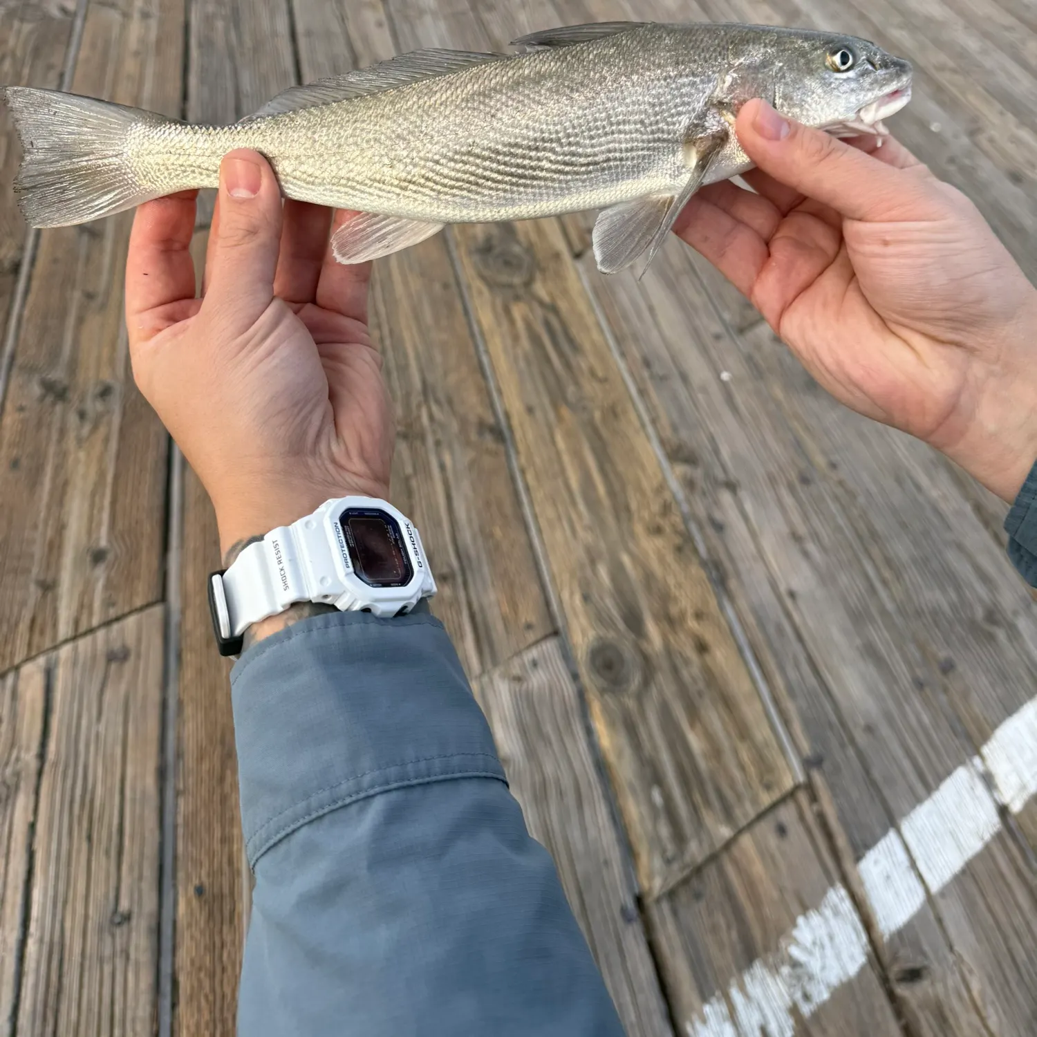The most recent California corbina catches on Fishbrain