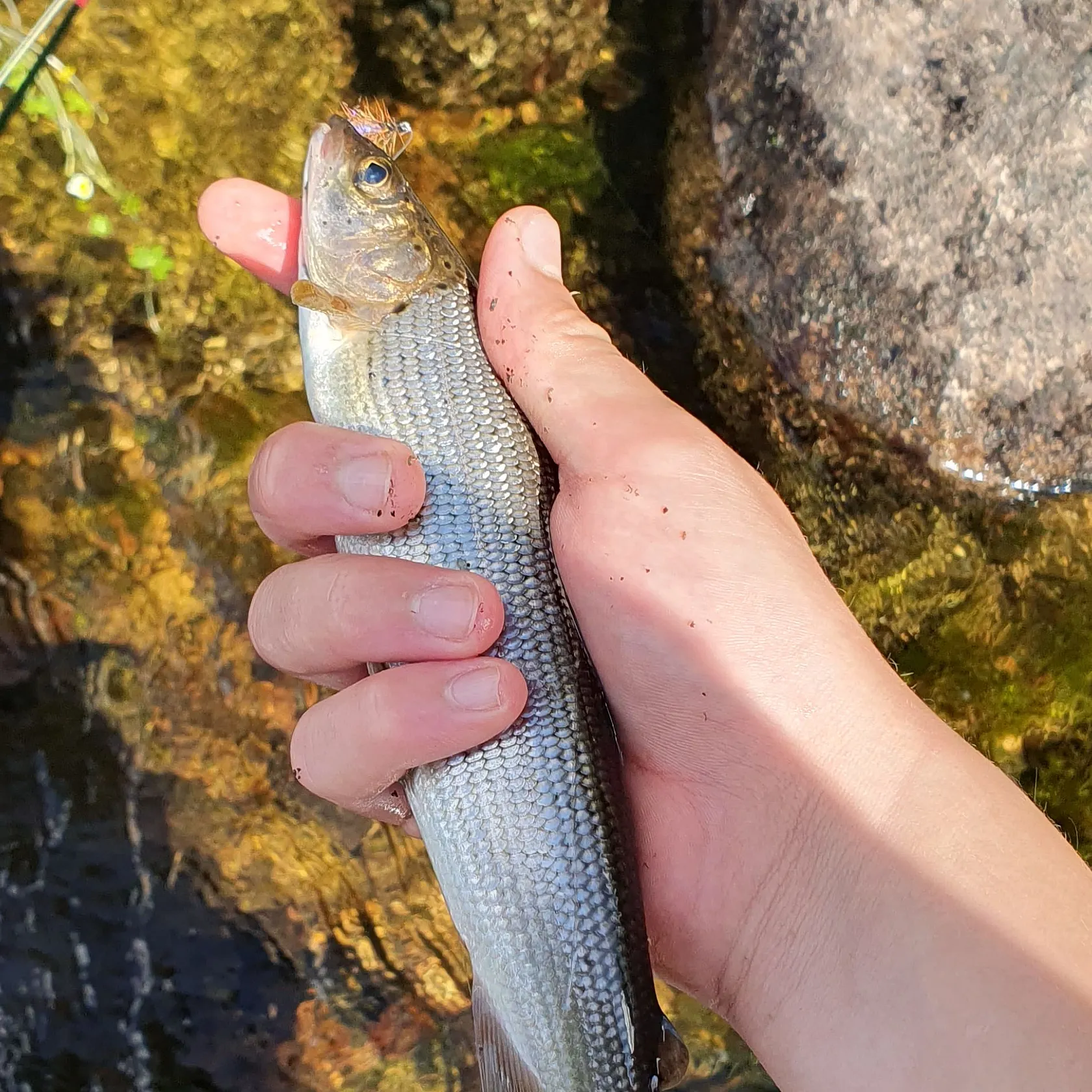 The most recent European grayling catches on Fishbrain