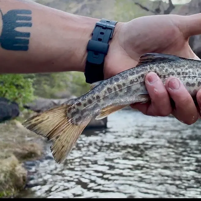 The most recent Tiger trout catches on Fishbrain