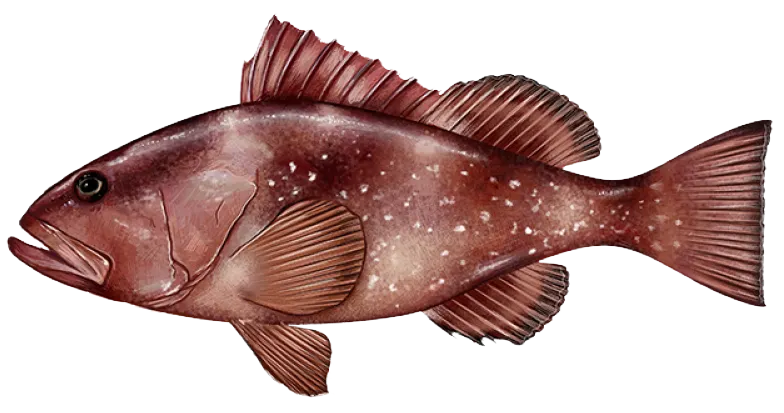 Red grouper