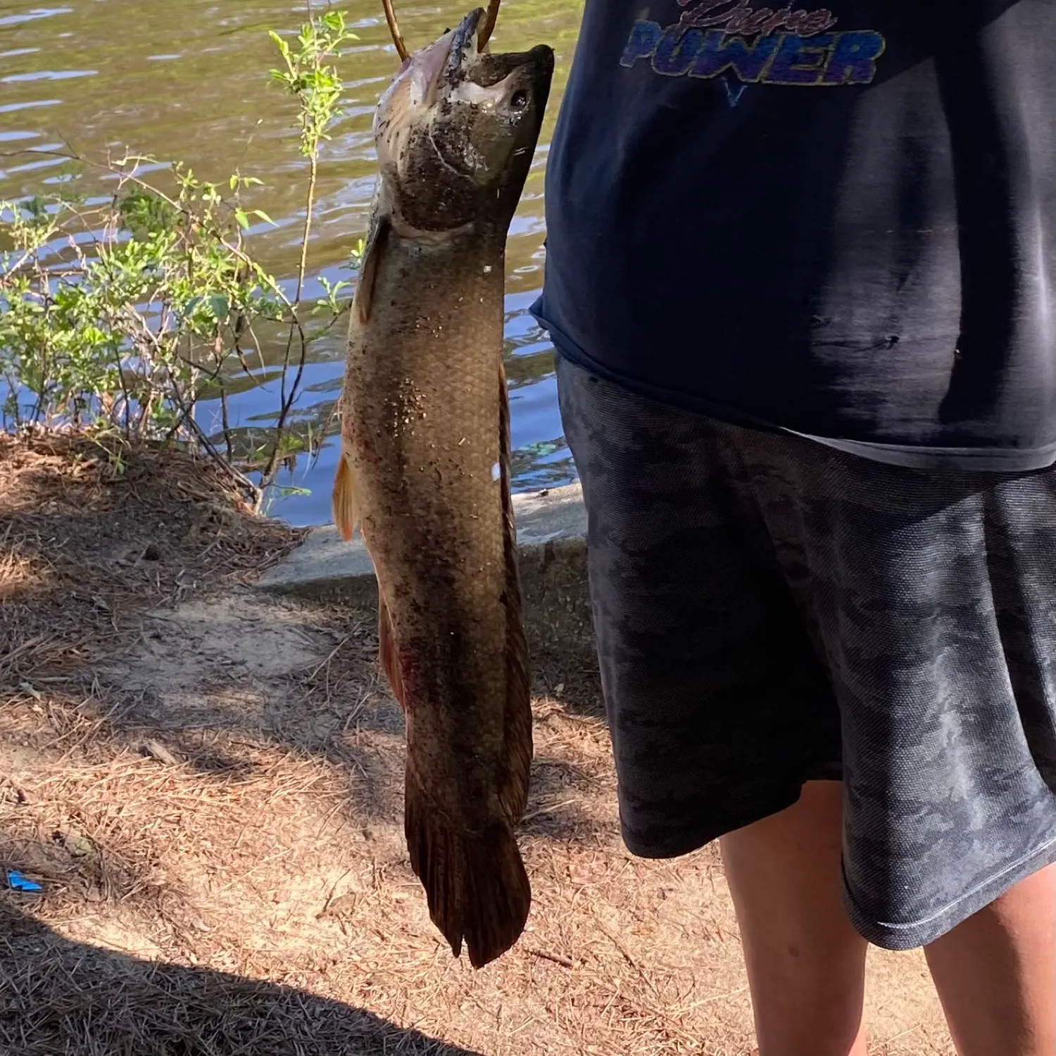 Ruddy bowfin caught on Fishbrain
