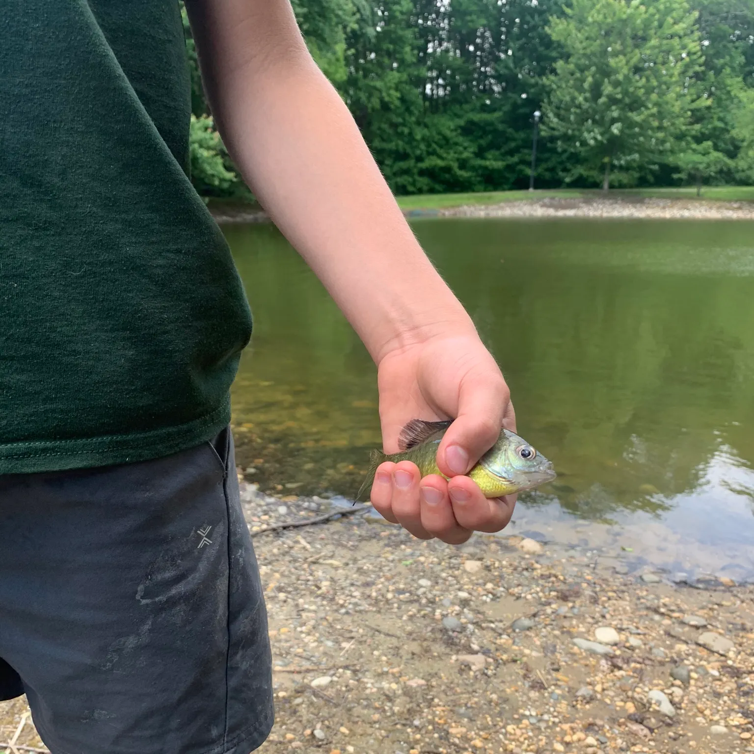 The most recent Bluegill catches on Fishbrain