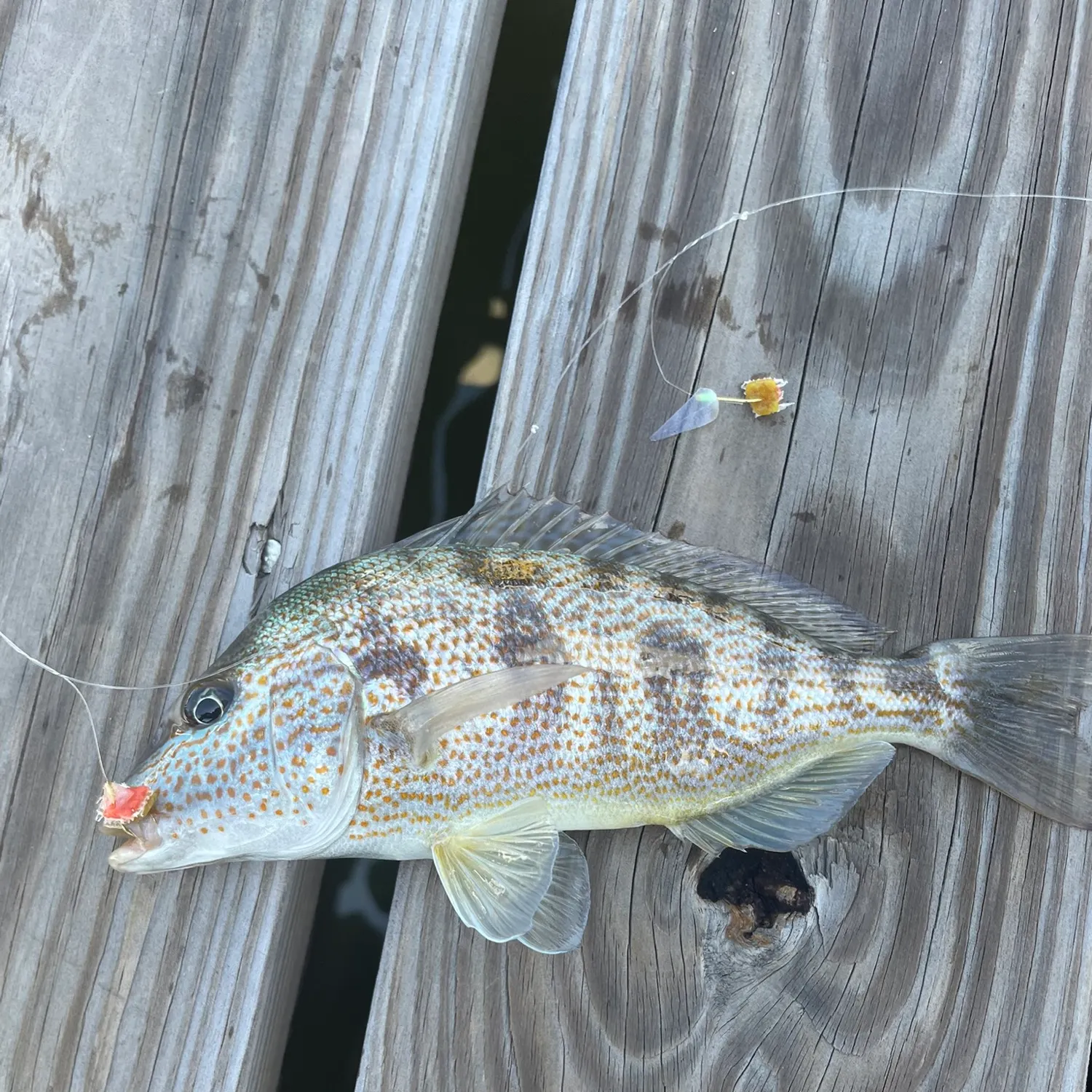 The most recent Pigfish catches on Fishbrain
