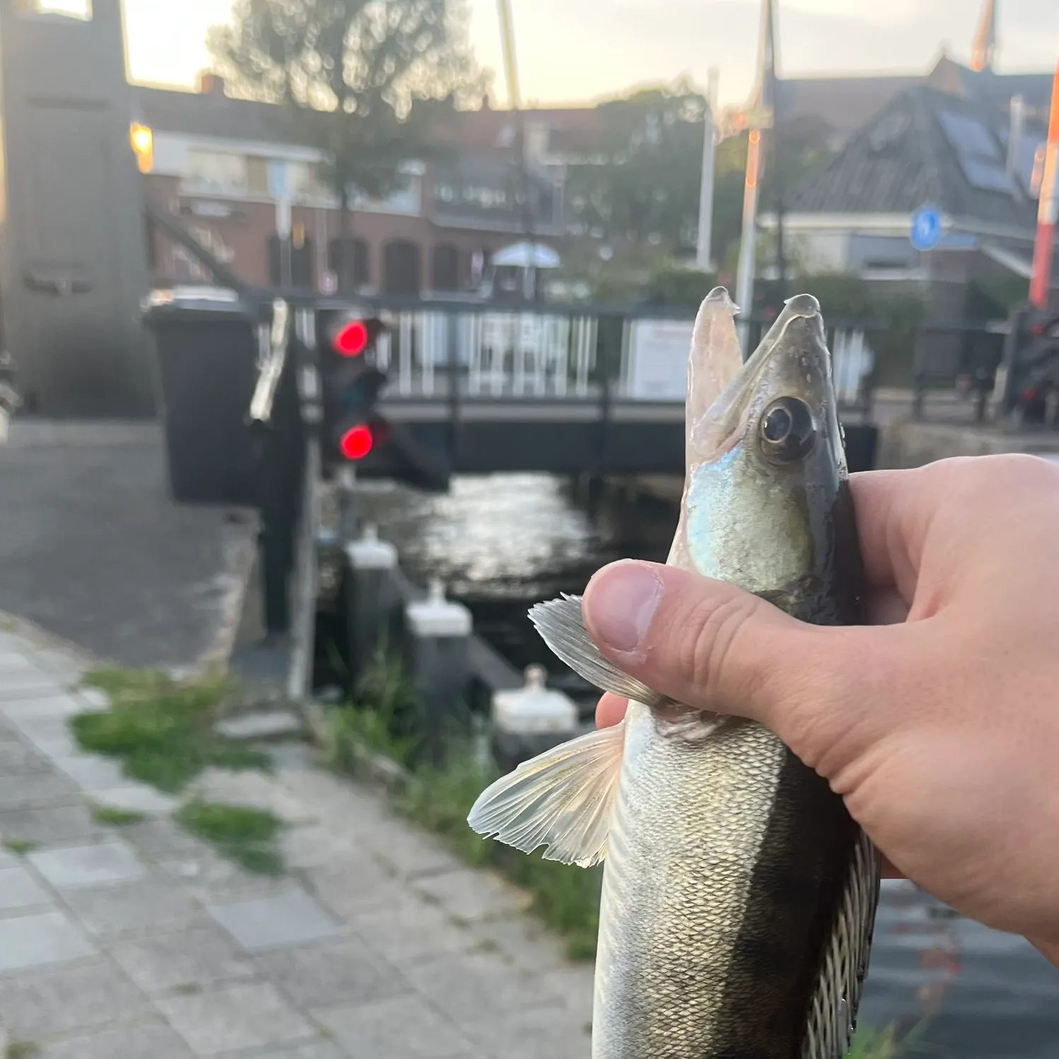 catch