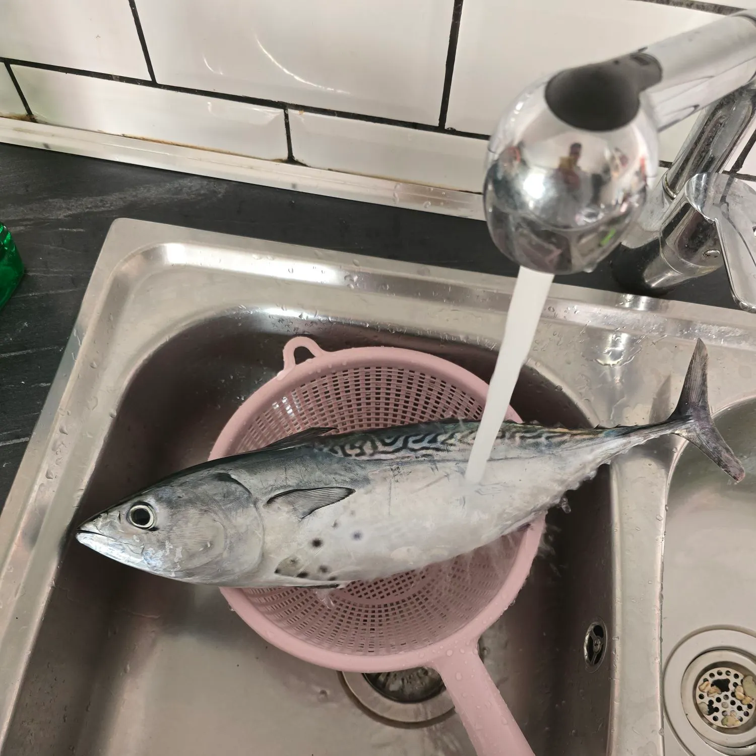 The most recent Little tunny catches on Fishbrain