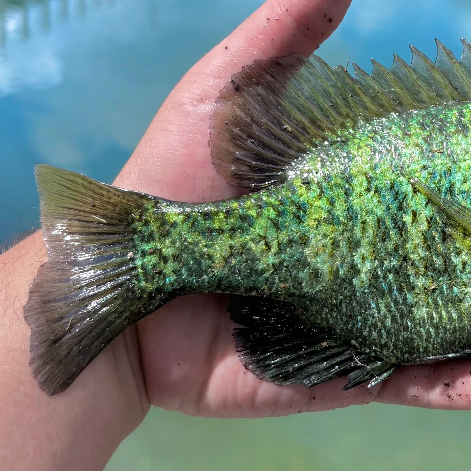 Redear sunfish caught on Fishbrain