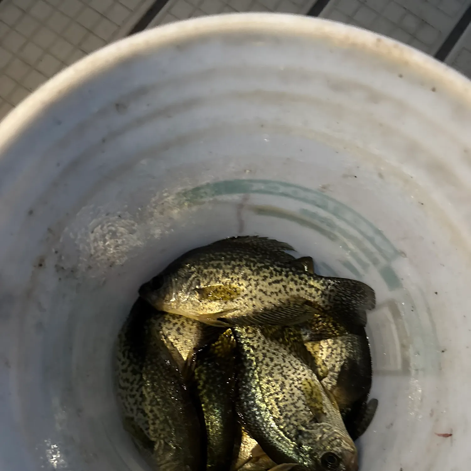 Black crappie caught on Fishbrain