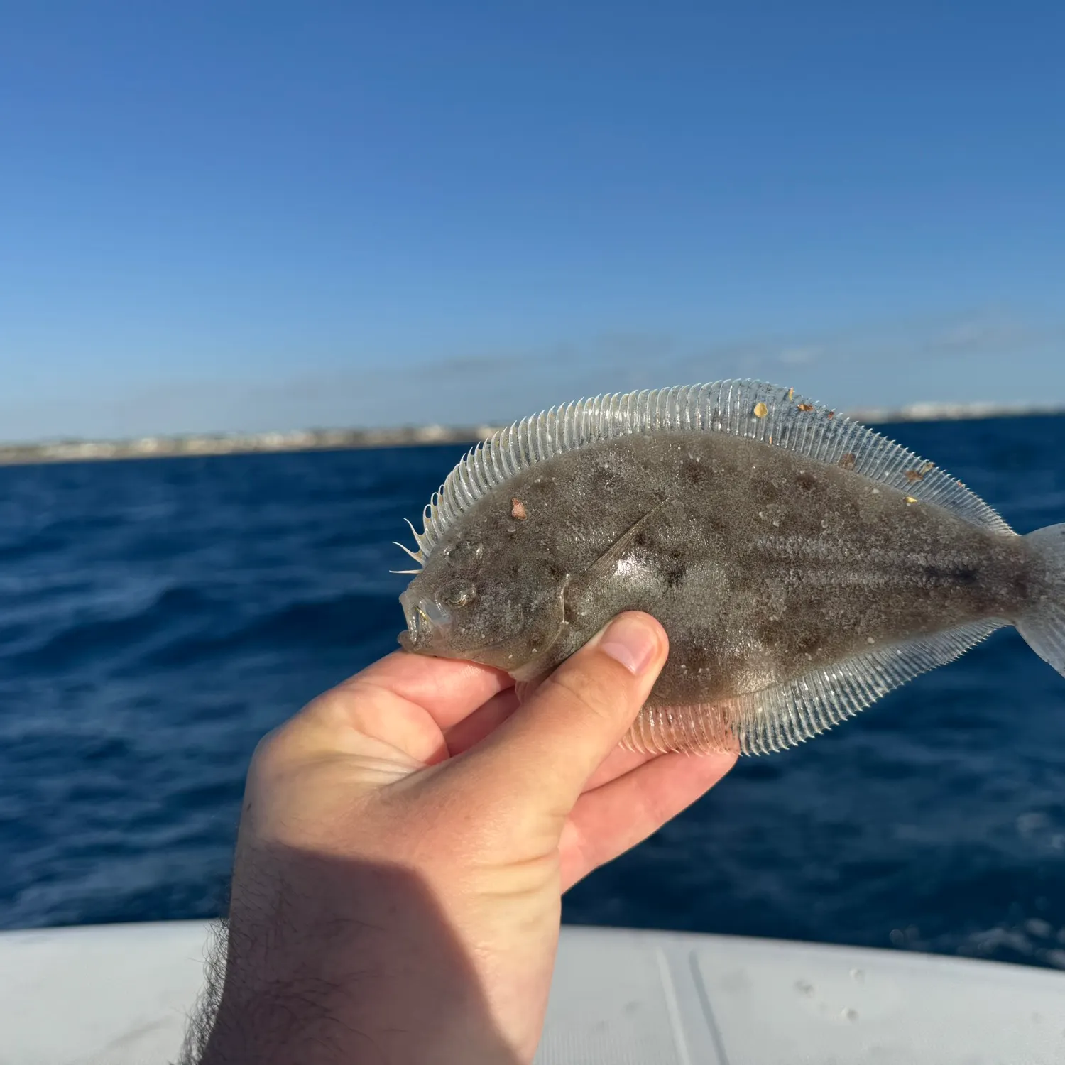 The most recent Dusky flounder catches on Fishbrain