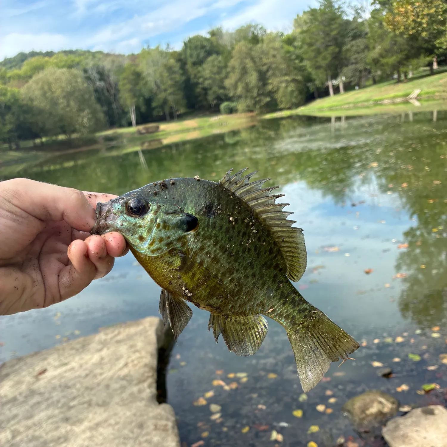 Bluegill caught on Fishbrain