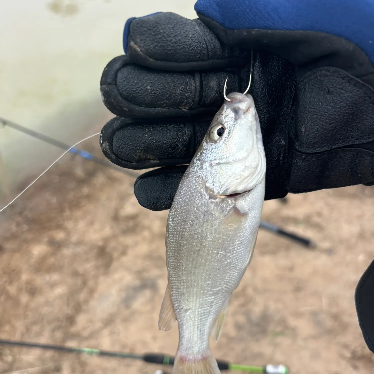 The most recent Bidyan perch catches on Fishbrain