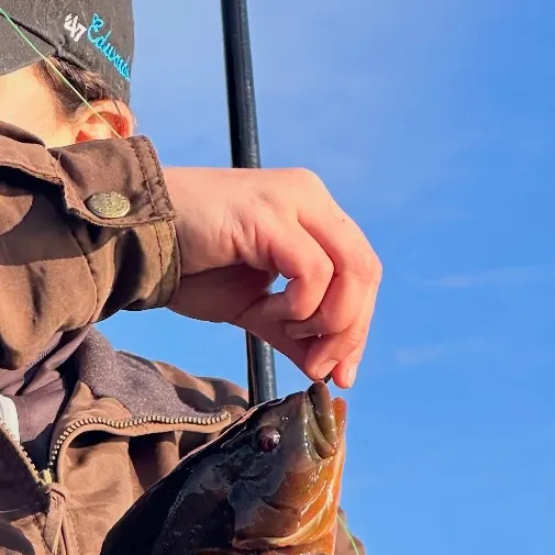 The most recent Rock greenling catches on Fishbrain