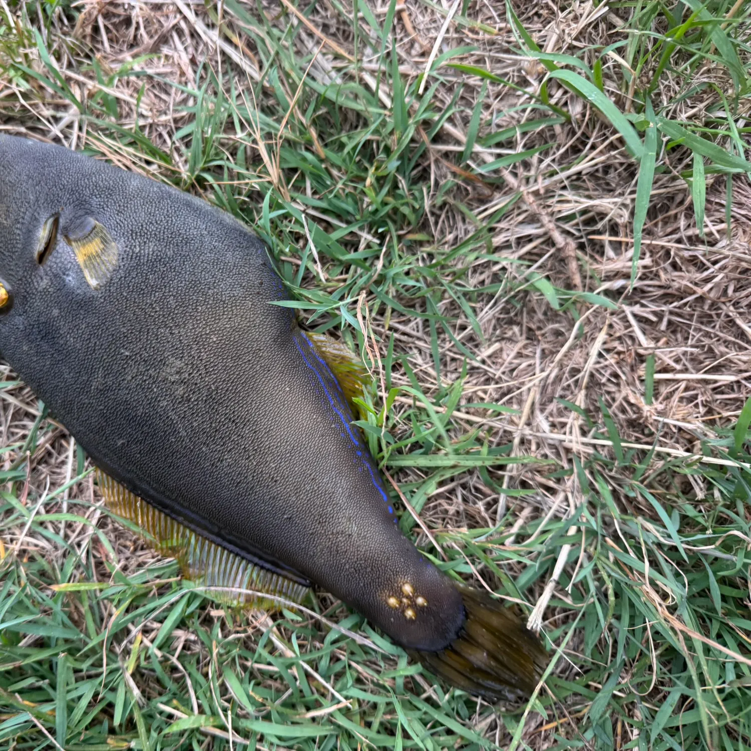 The most recent Large-scaled leatherjacket catches on Fishbrain