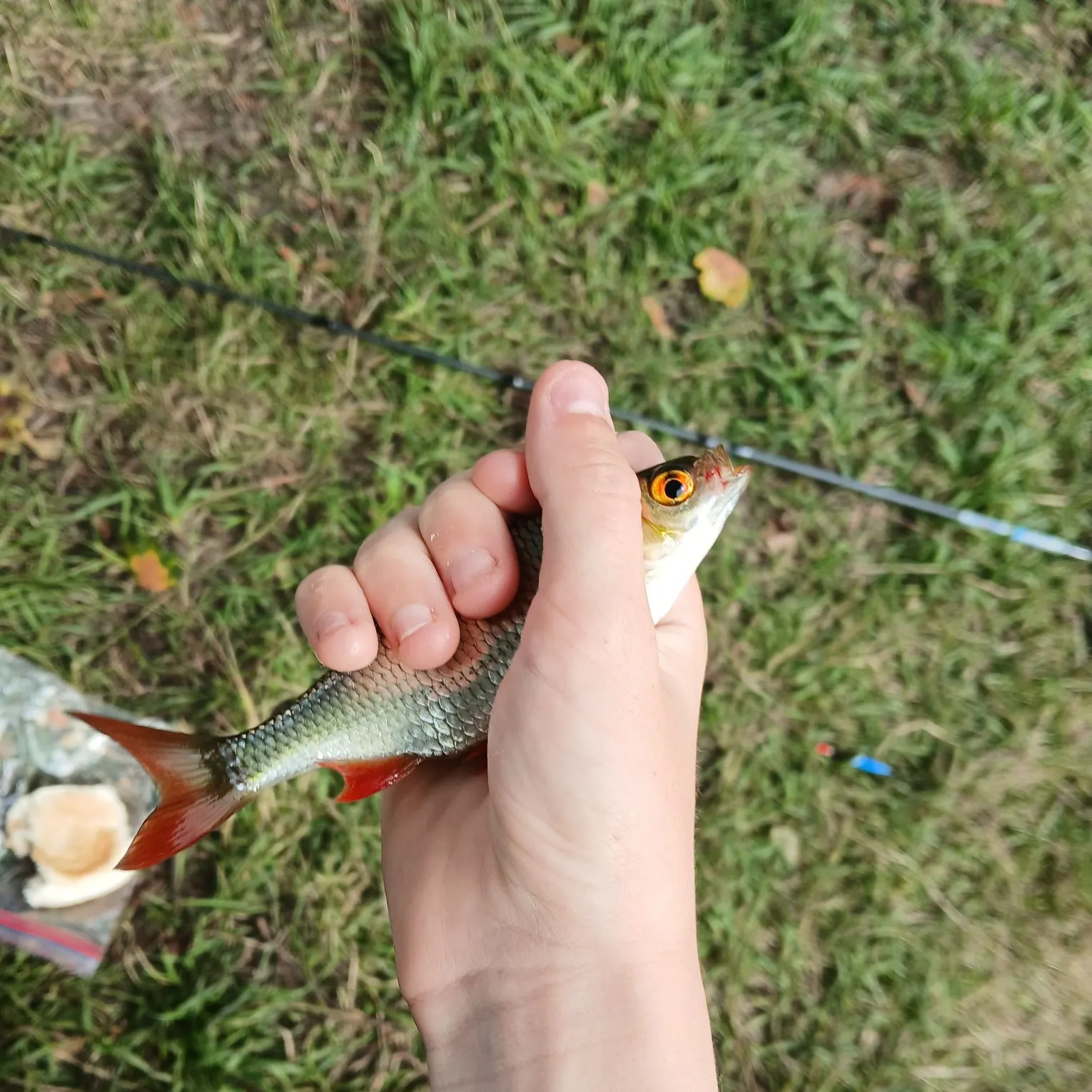 Common rudd caught on Fishbrain